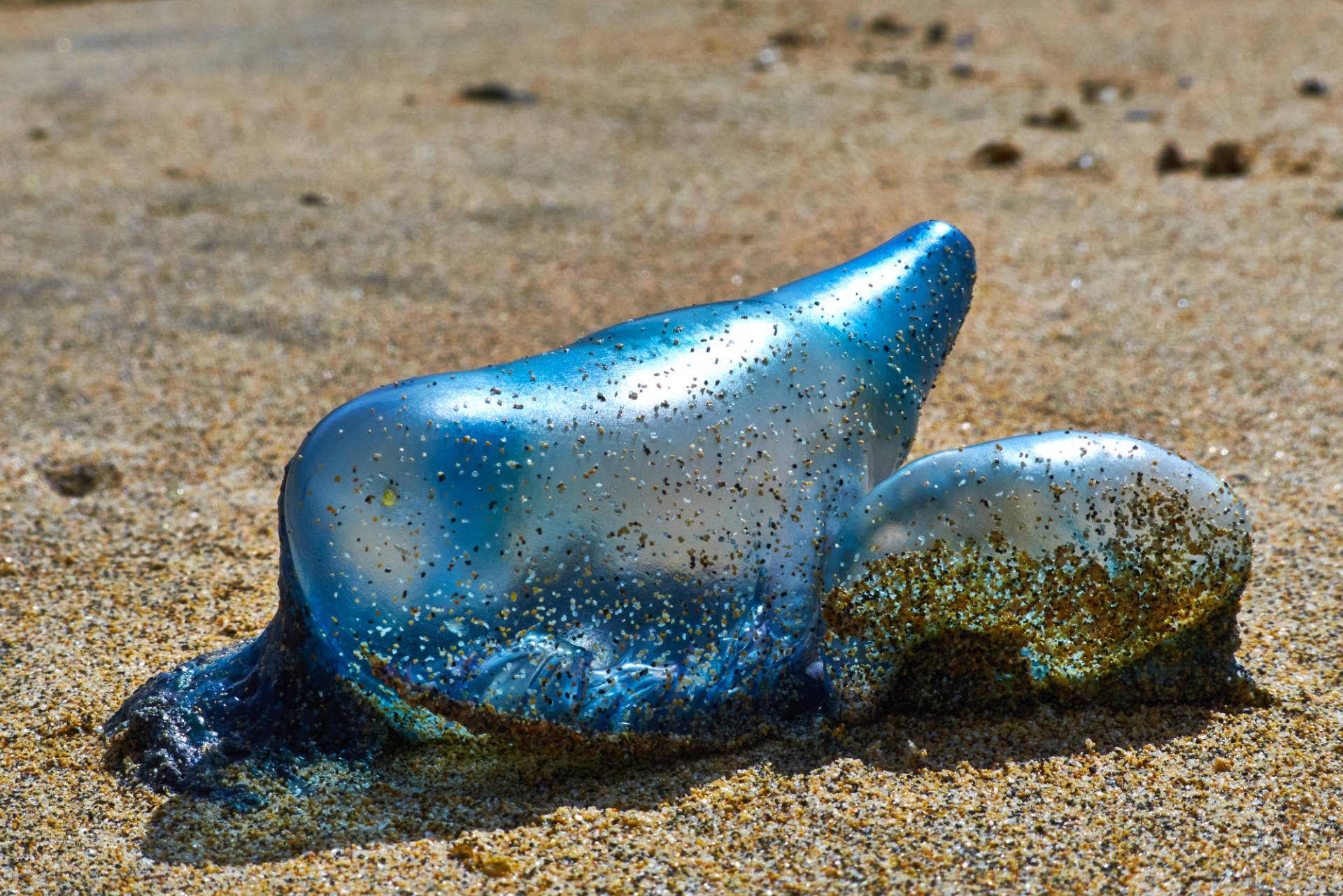 Die Portugiesische Galeere selten aber doch am Playa de Cofete. Schön aber nicht anfassen, giftig!