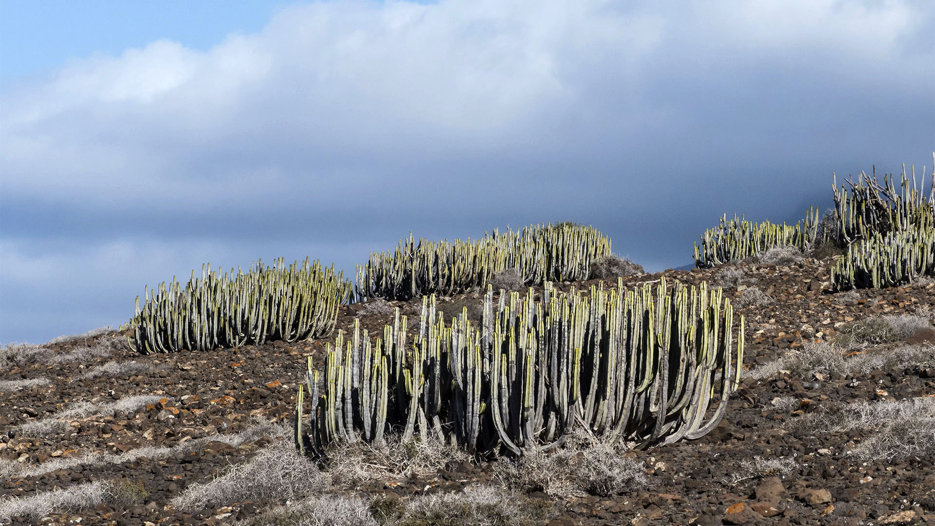 Sehenswürdigkeiten Fuerteventuras: Jandía – Roque del Moro