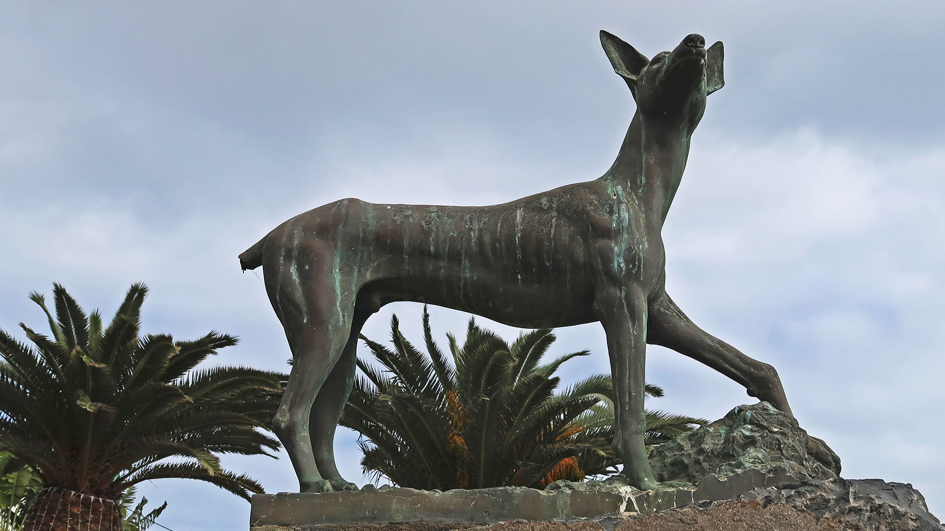 Der Podenco canario – der kanarische Jagdhund.