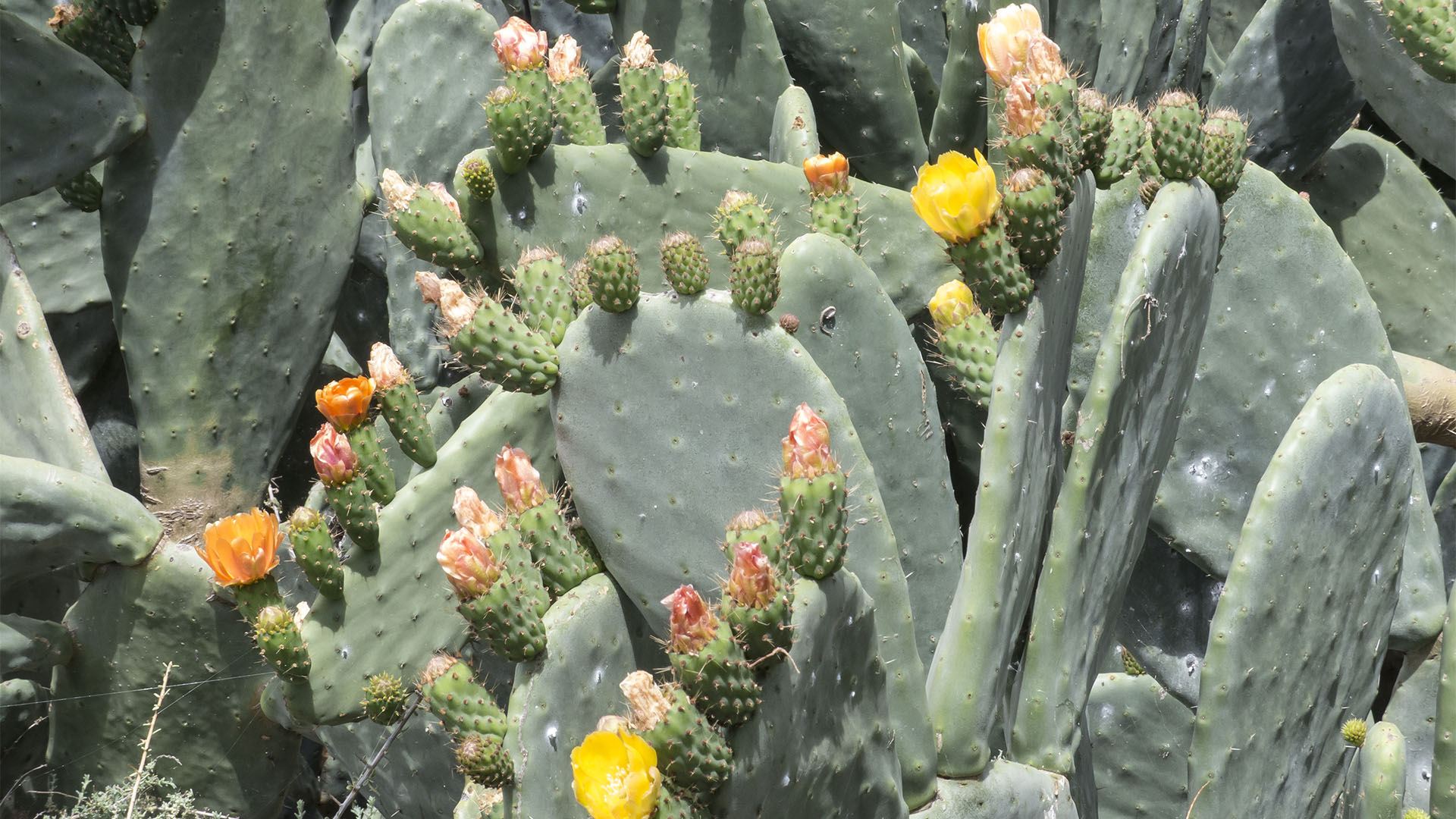 Der Ort Valle de Ortega Fuerteventura: Opuntien und deren Feigen in der Blüte.