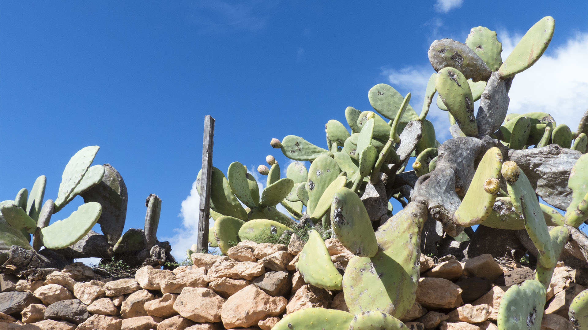 Der Ort Valle de Ortega Fuerteventura: Opuntien und deren Feigen in der Blüte.