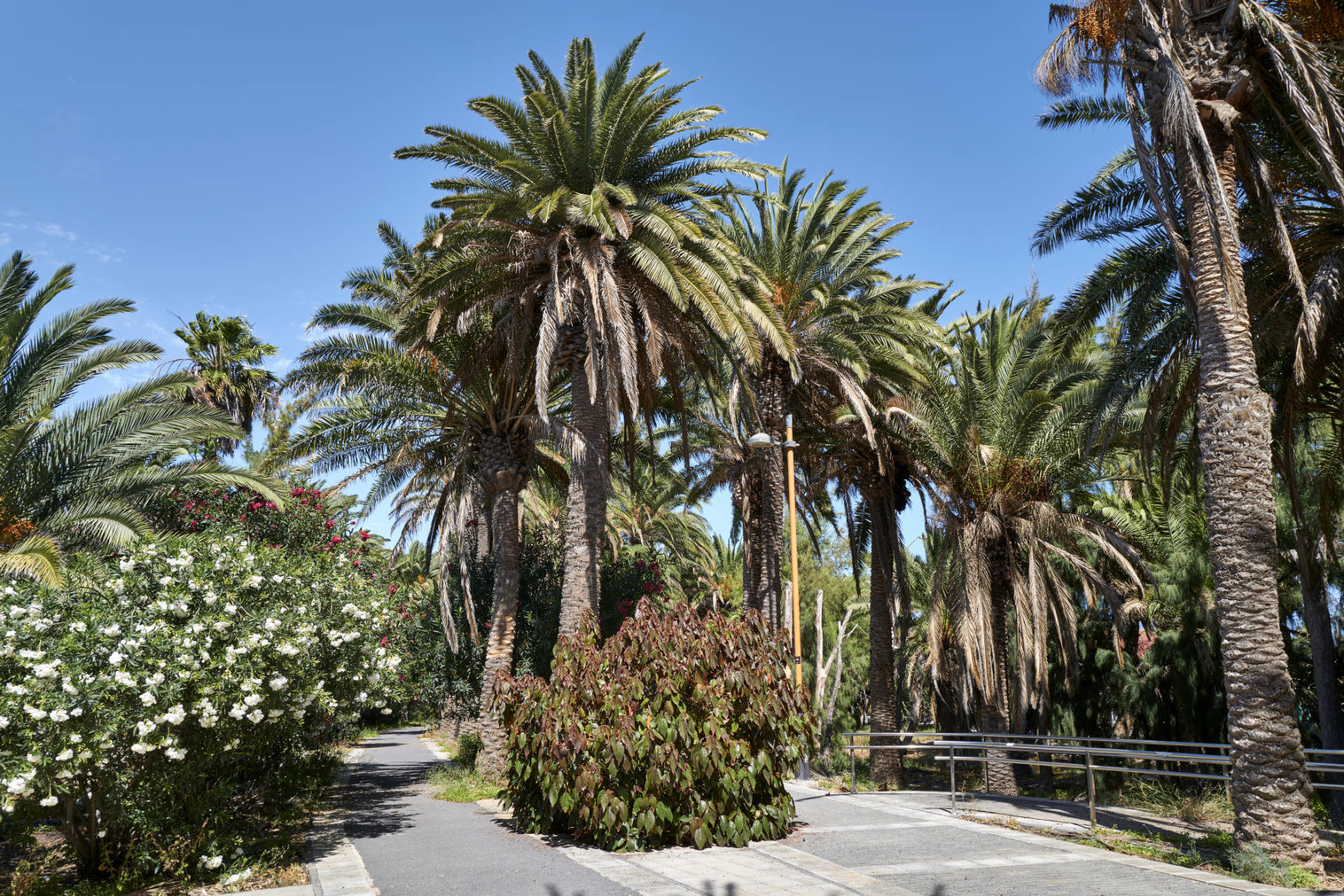 Der verwahrloste Palmenpark von Costa Calma Fuerteventura.