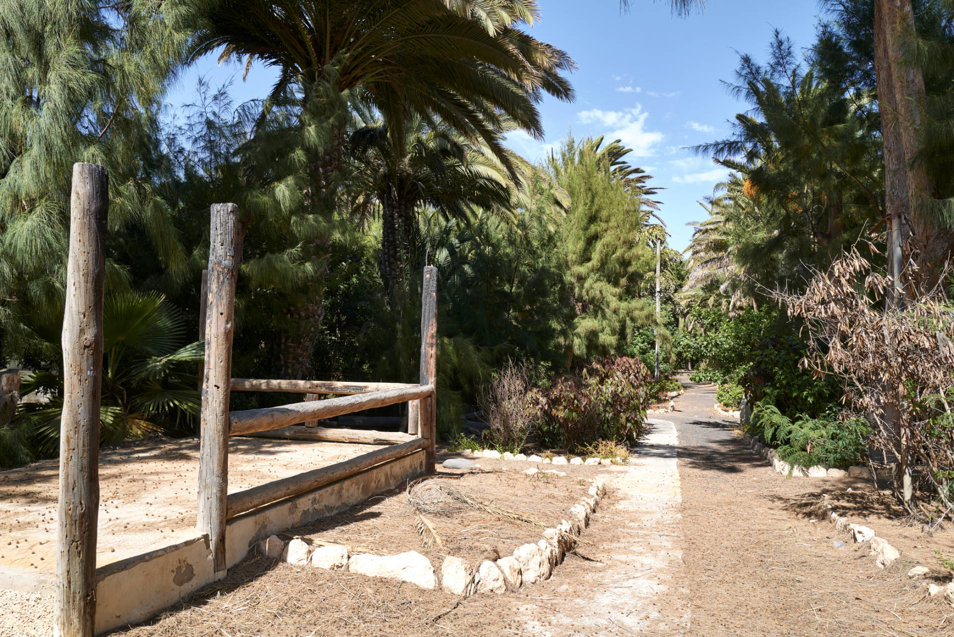 Der verwahrloste Palmenpark von Costa Calma Fuerteventura.