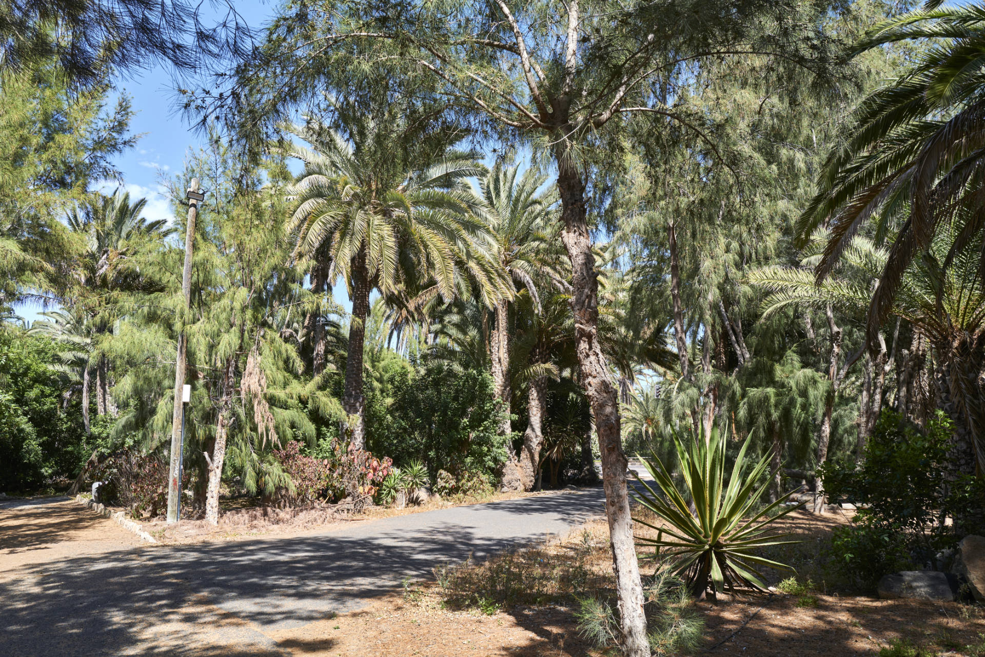 Der verwahrloste Palmenpark von Costa Calma Fuerteventura.