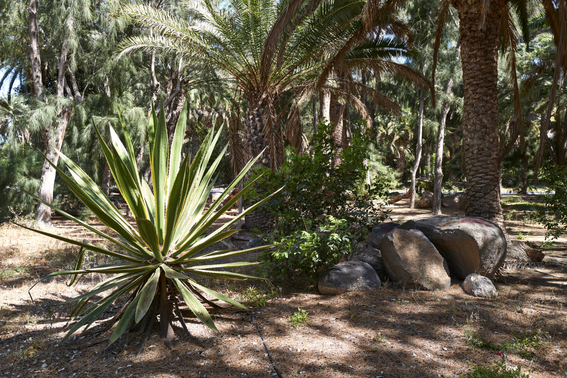 Der verwahrloste Palmenpark von Costa Calma Fuerteventura.