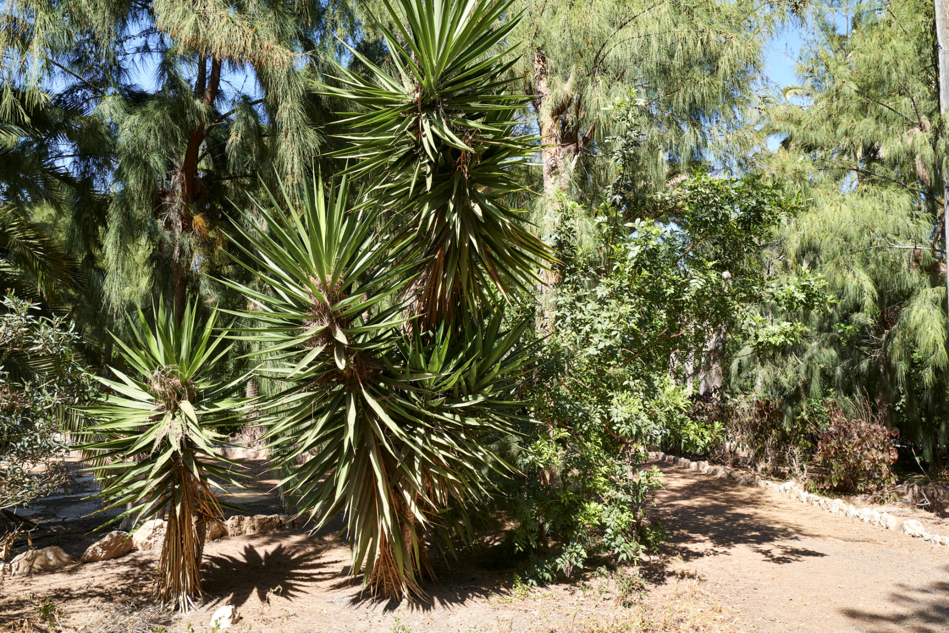Der verwahrloste Palmenpark von Costa Calma Fuerteventura.