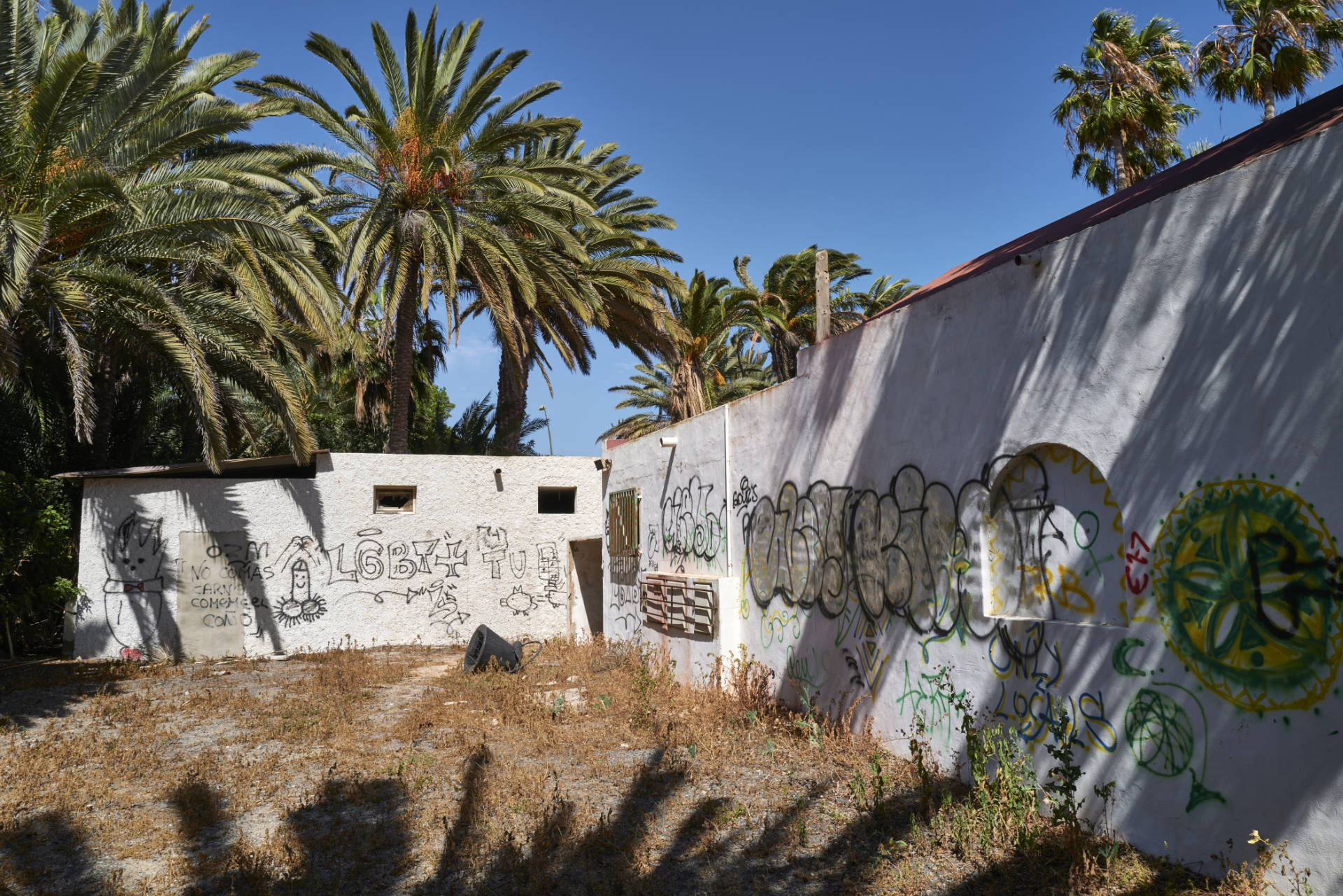 Der verwahrloste Palmenpark von Costa Calma Fuerteventura.