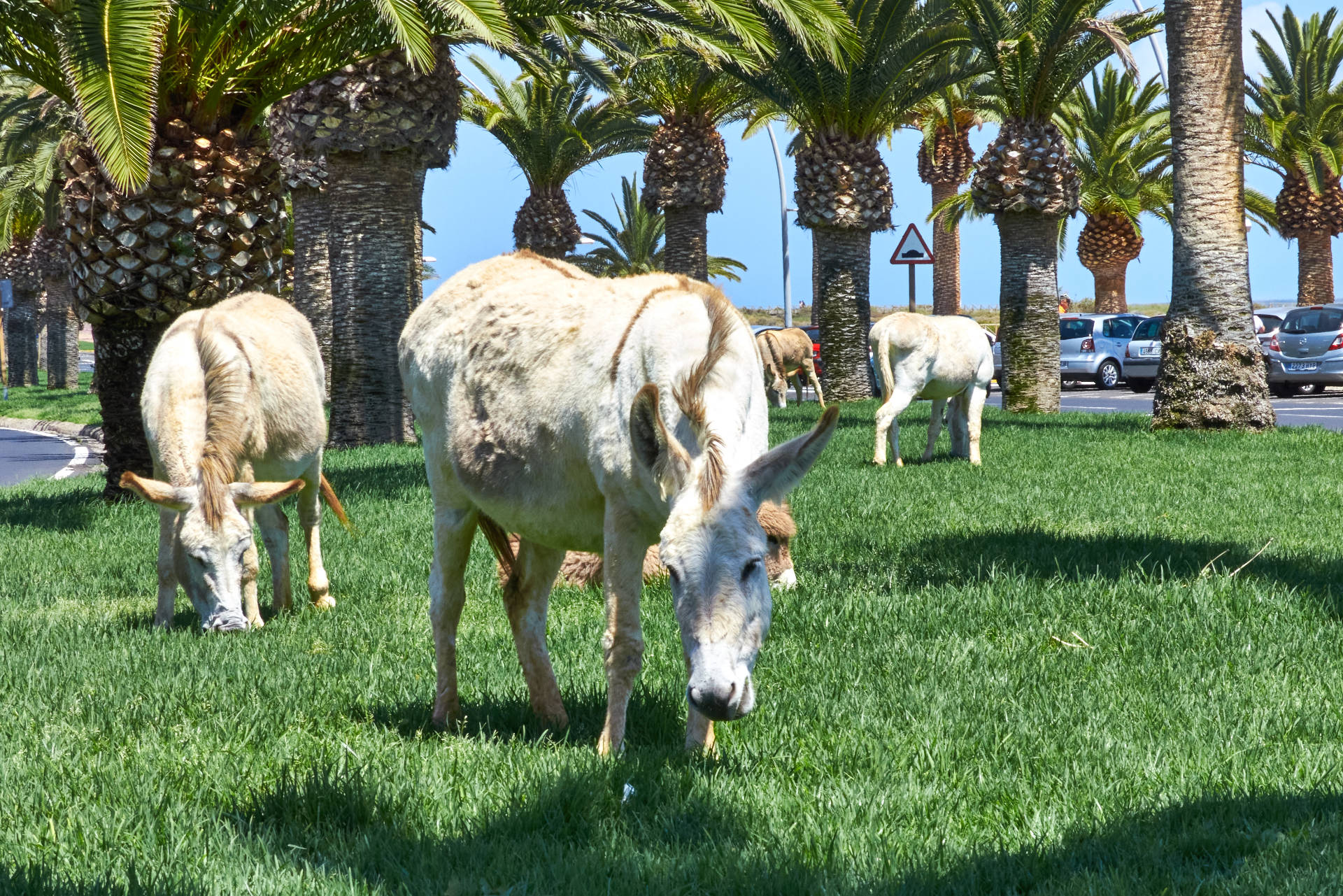 Der paseo von Morro Jable Fuerteventura.