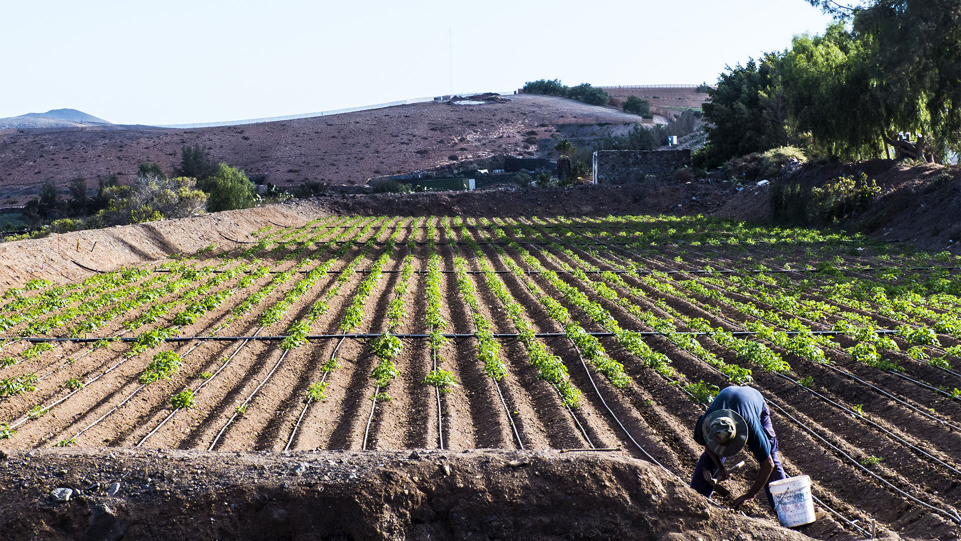 Landwirtschaft in El Cardón Fuerteventura.