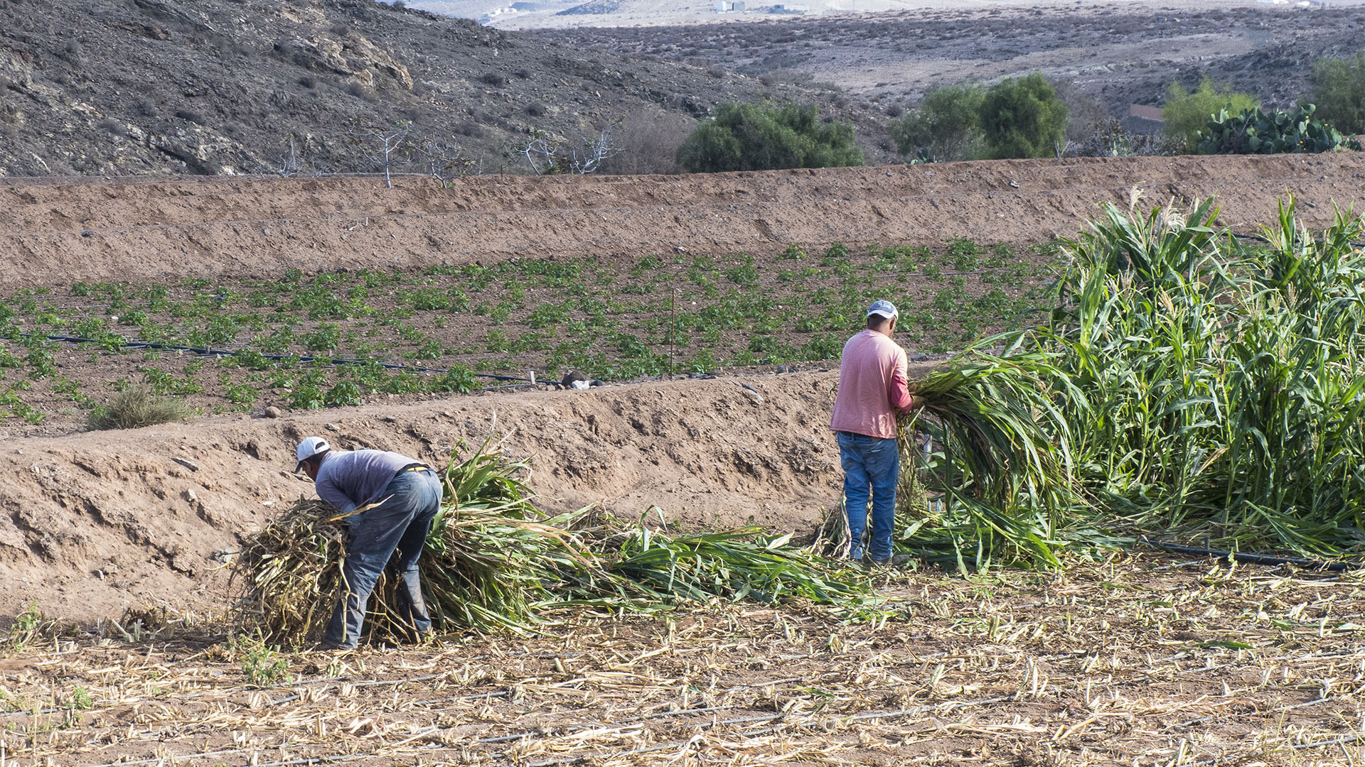 Landwirtschaft in El Cardón Fuerteventura.