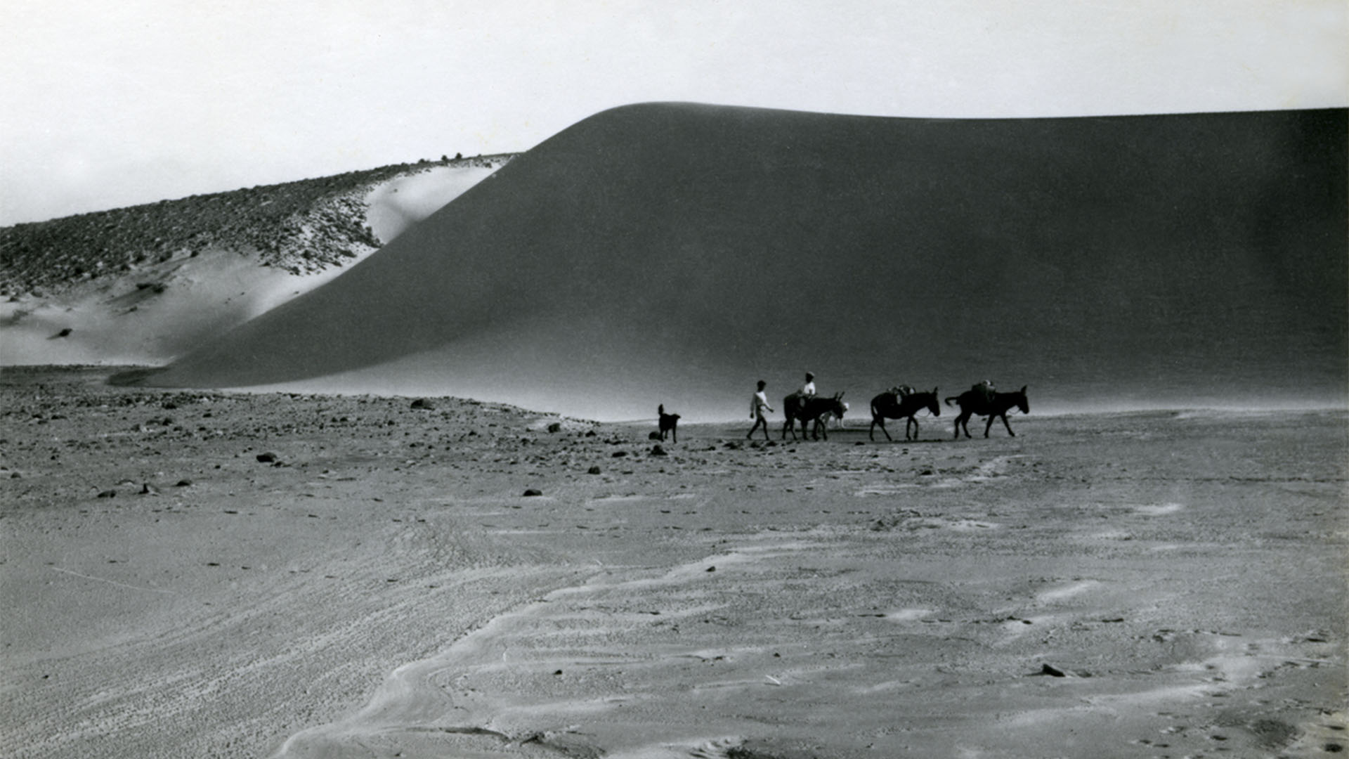 Maultier- und Kamelkarawanen auf Fuerteventura noch in den 1940igern und 1950igern für Warentransporte. Strassen gab es kaum auf Fuerteventura.