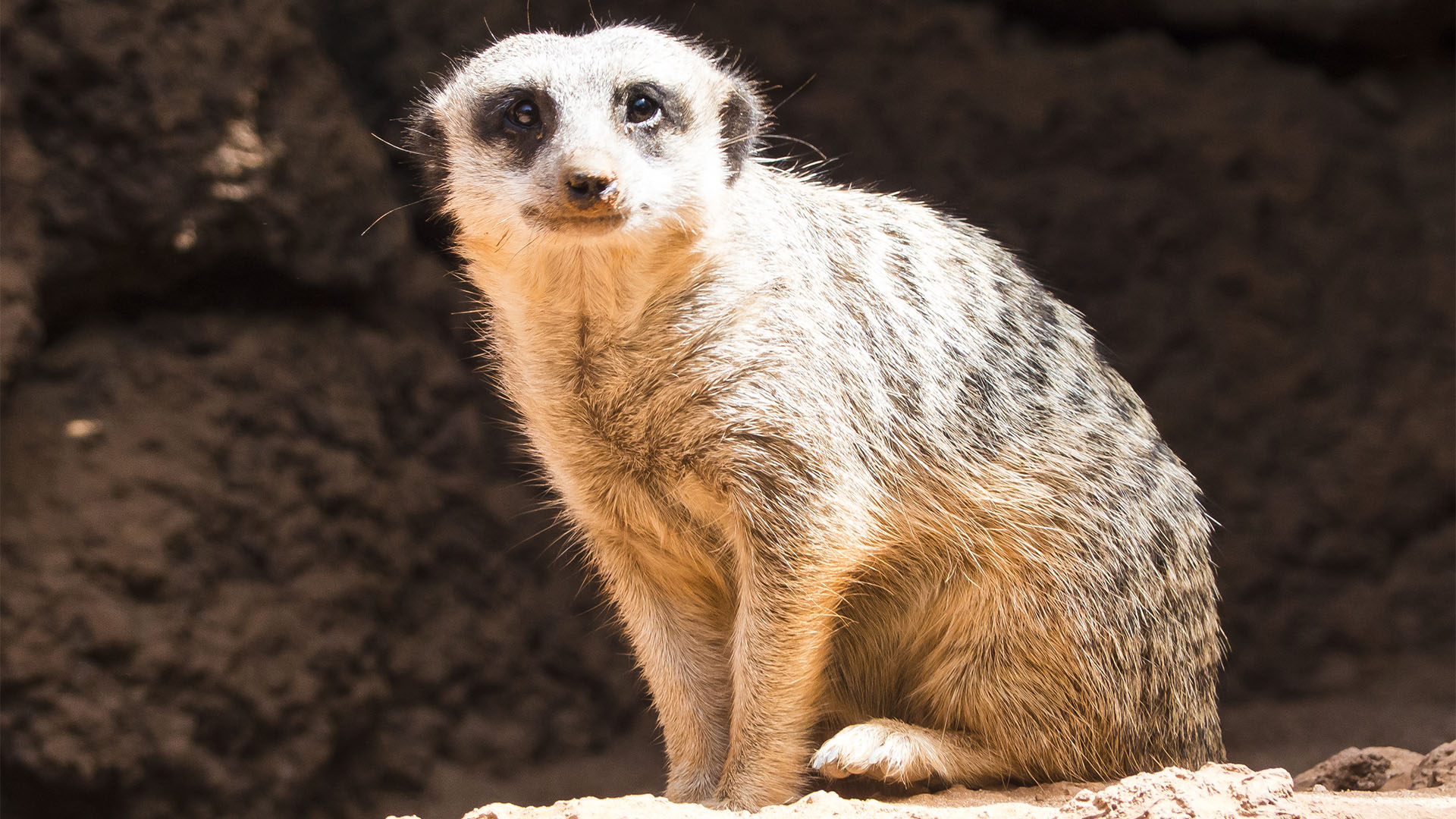 Freizeitparks Fuerteventura: Der Oasis Park in La Lajita – Tier- und Pflanzenwelt.