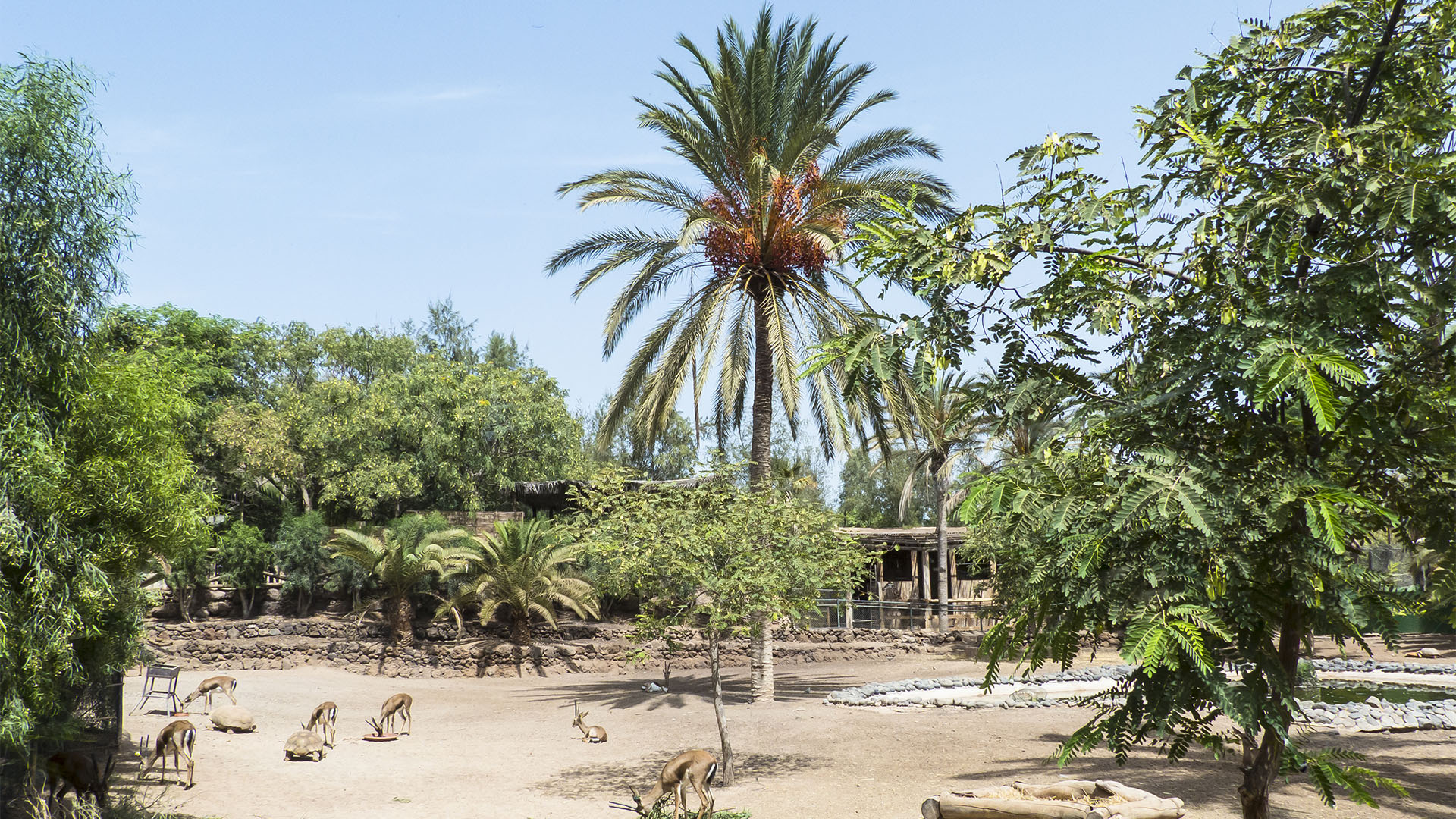 Freizeitparks Fuerteventura: Der Oasis Park in La Lajita – Tier- und Pflanzenwelt.