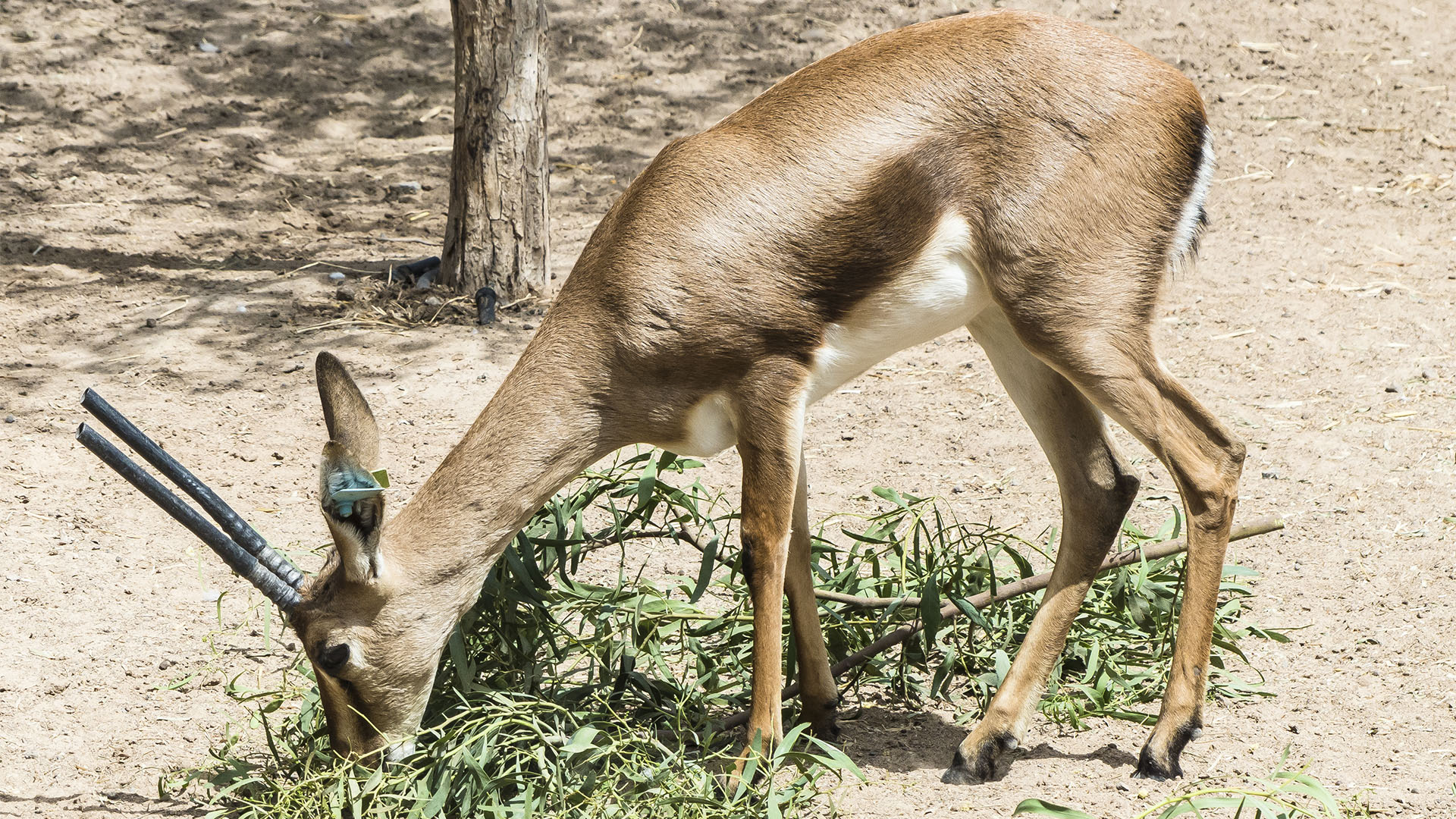 Freizeitparks Fuerteventura: Der Oasis Park in La Lajita – Tier- und Pflanzenwelt.