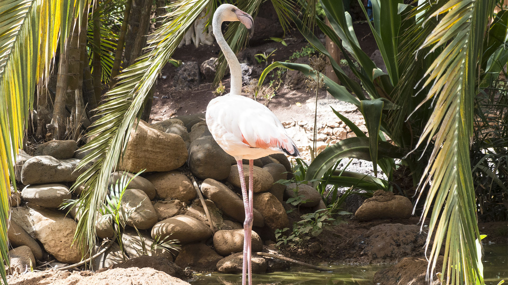 Freizeitparks Fuerteventura: Der Oasis Park in La Lajita – Tier- und Pflanzenwelt.