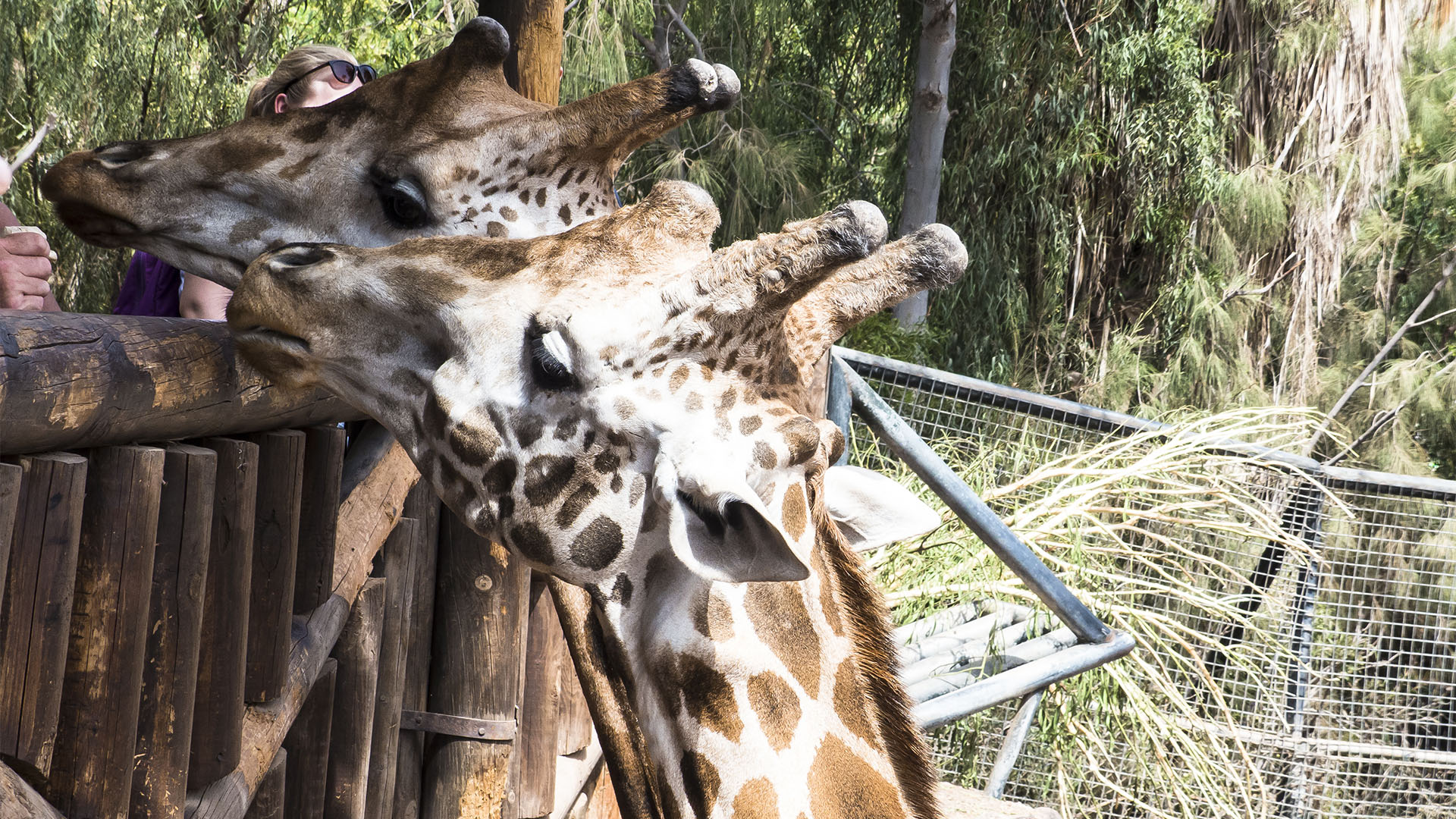 Freizeitparks Fuerteventura: Der Oasis Park in La Lajita – Tier- und Pflanzenwelt.