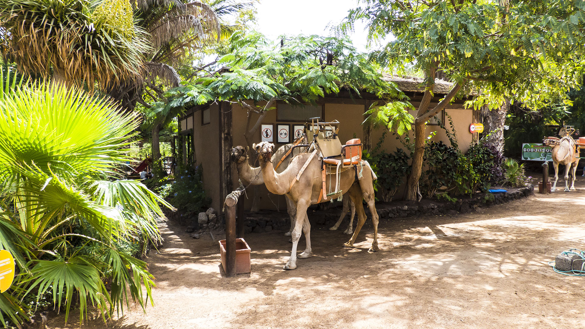 Freizeitparks Fuerteventura: Der Oasis Park in La Lajita – Tier- und Pflanzenwelt.