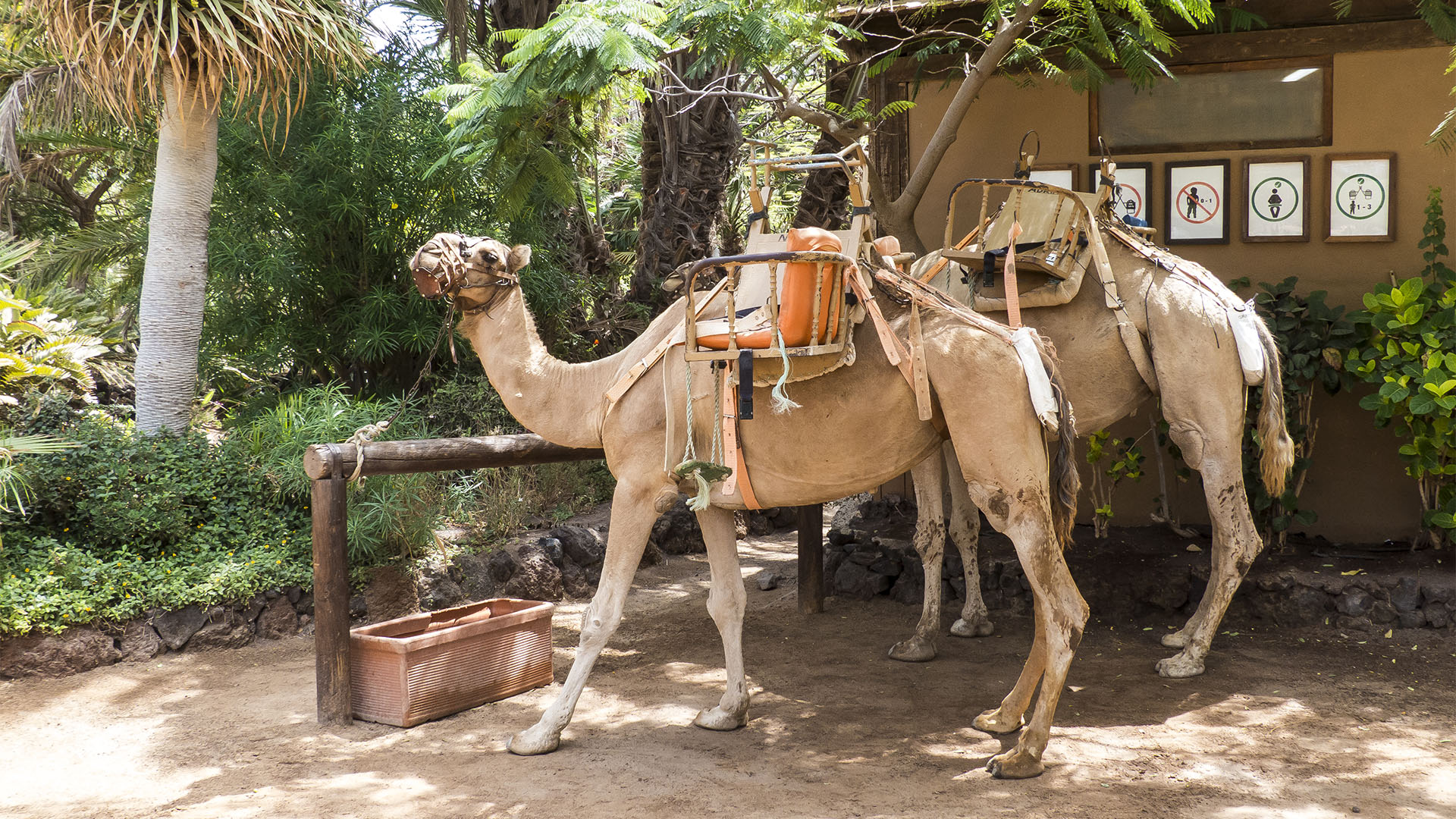 Freizeitparks Fuerteventura: Der Oasis Park in La Lajita – Tier- und Pflanzenwelt.