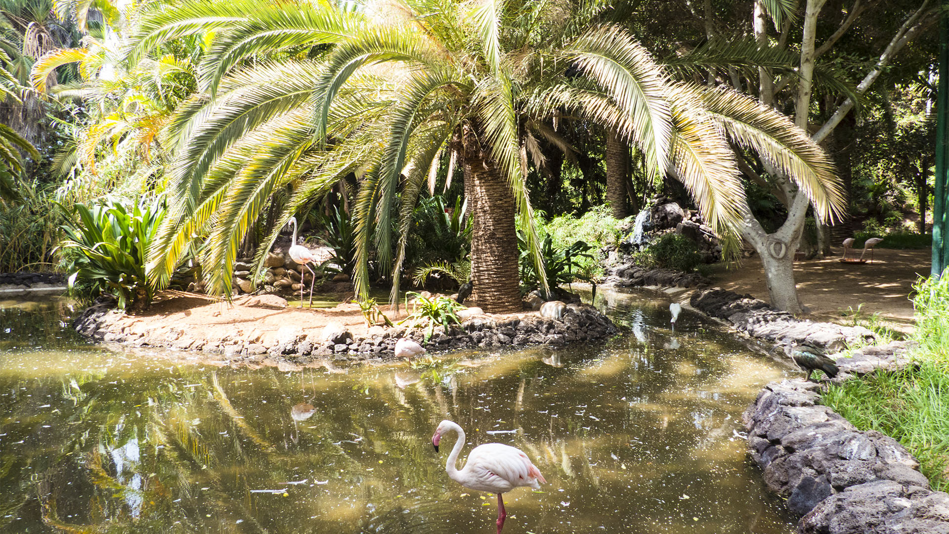 Freizeitparks Fuerteventura: Der Oasis Park in La Lajita – Tier- und Pflanzenwelt.