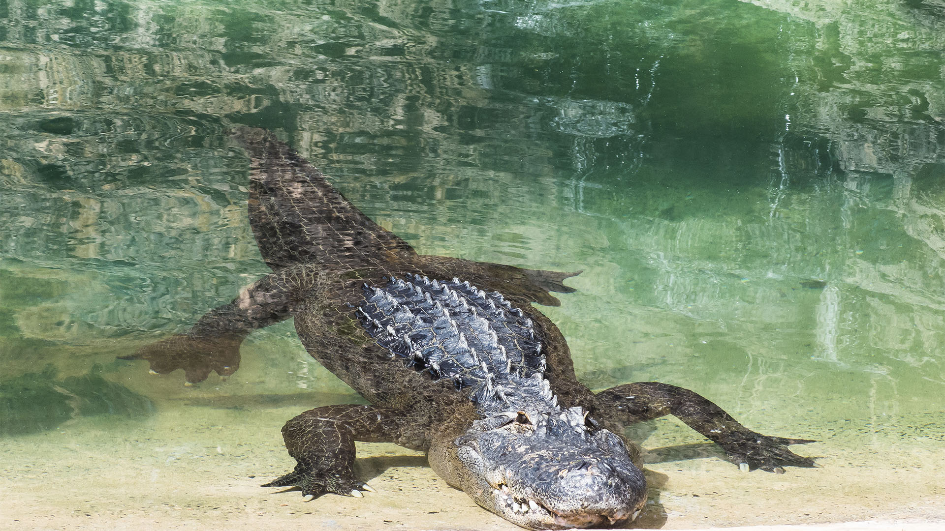 Freizeitparks Fuerteventura: Der Oasis Park in La Lajita – Tier- und Pflanzenwelt.