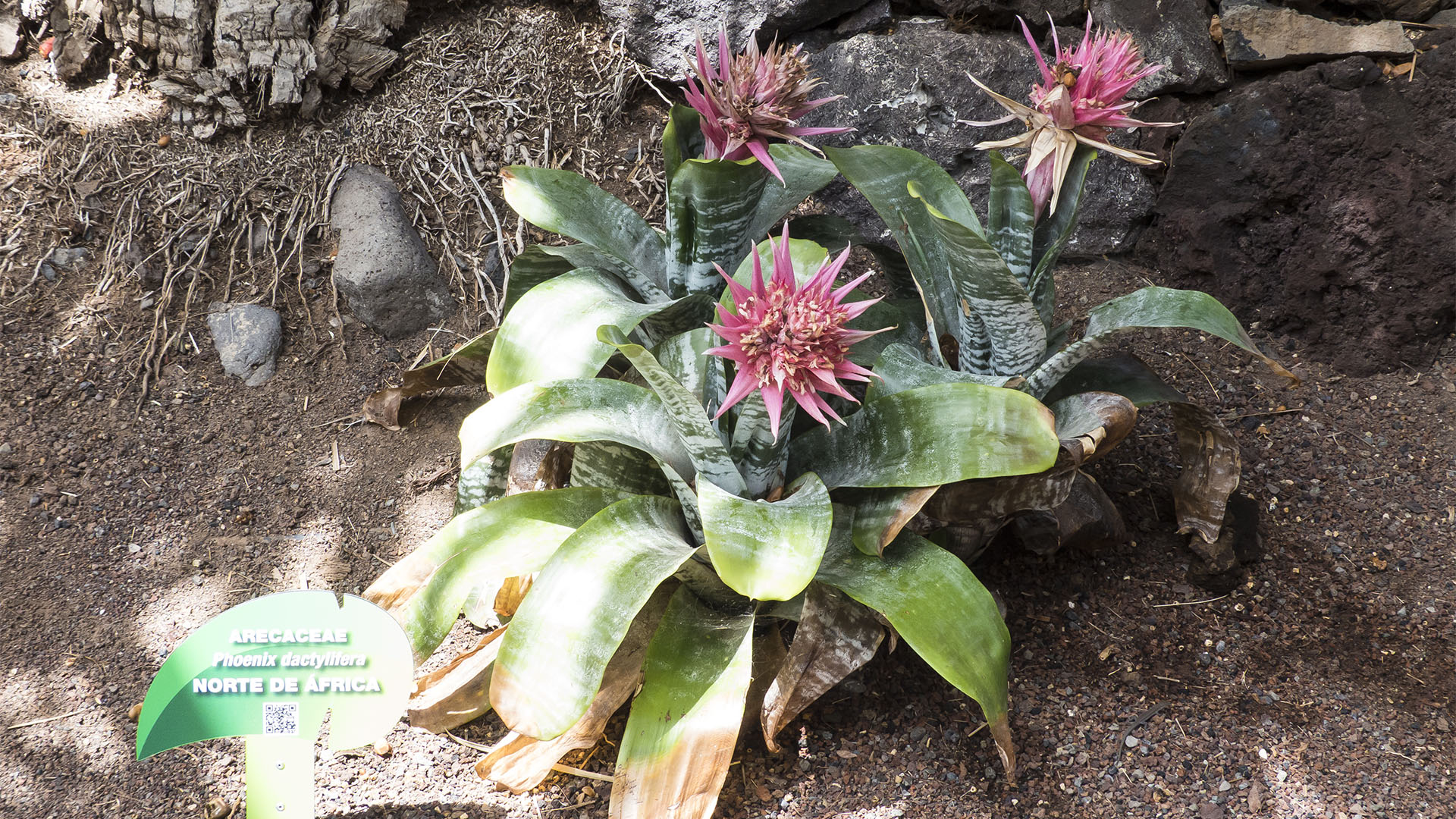 Freizeitparks Fuerteventura: Der Oasis Park in La Lajita – Tier- und Pflanzenwelt.