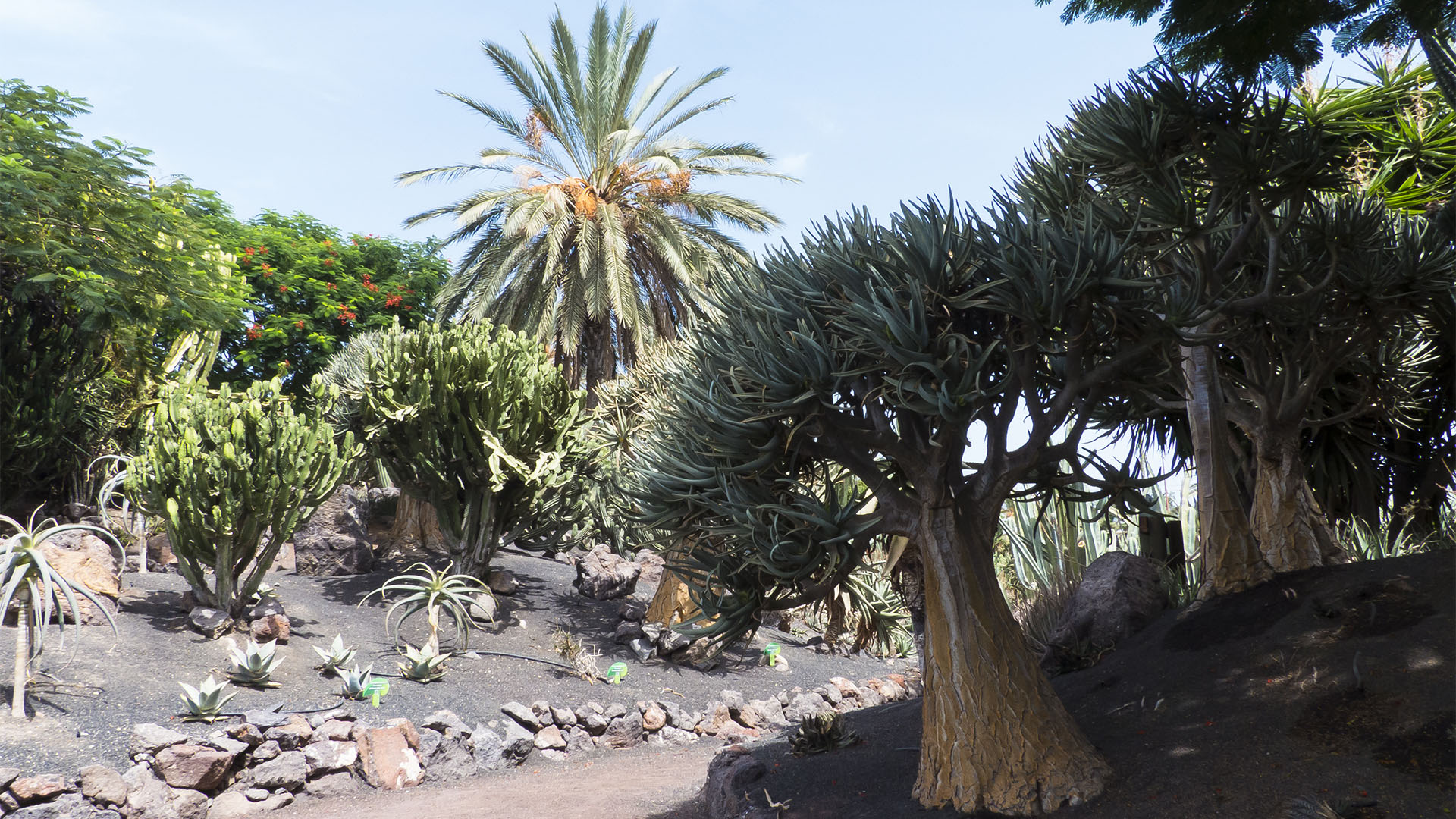 Freizeitparks Fuerteventura: Der Oasis Park in La Lajita – Tier- und Pflanzenwelt.