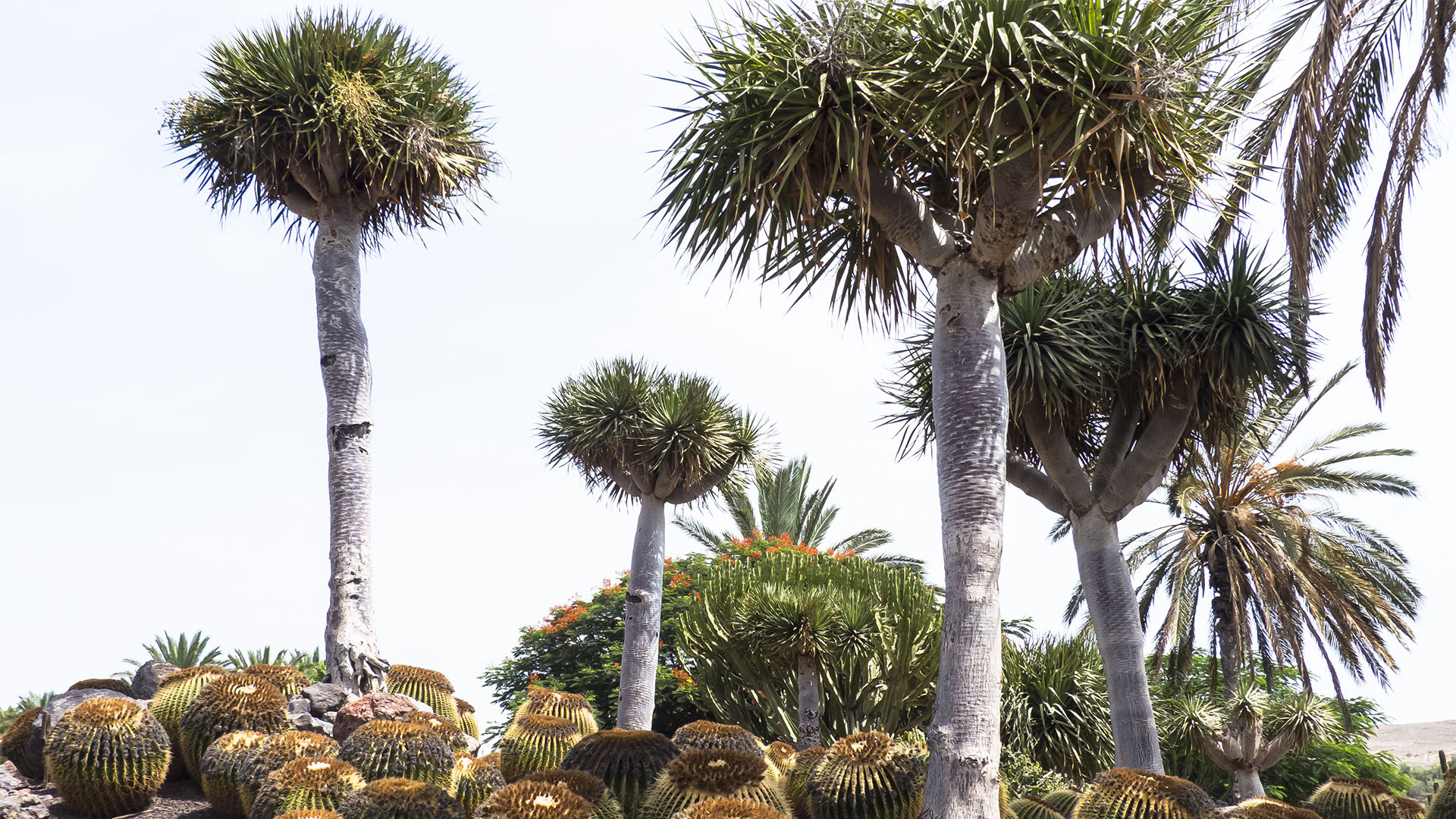 Freizeitparks Fuerteventura: Der Oasis Park in La Lajita – Tier- und Pflanzenwelt.