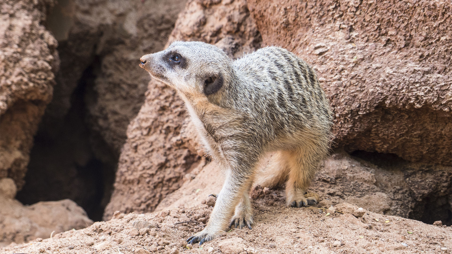 Freizeitparks Fuerteventura: Der Oasis Park in La Lajita – Tier- und Pflanzenwelt.