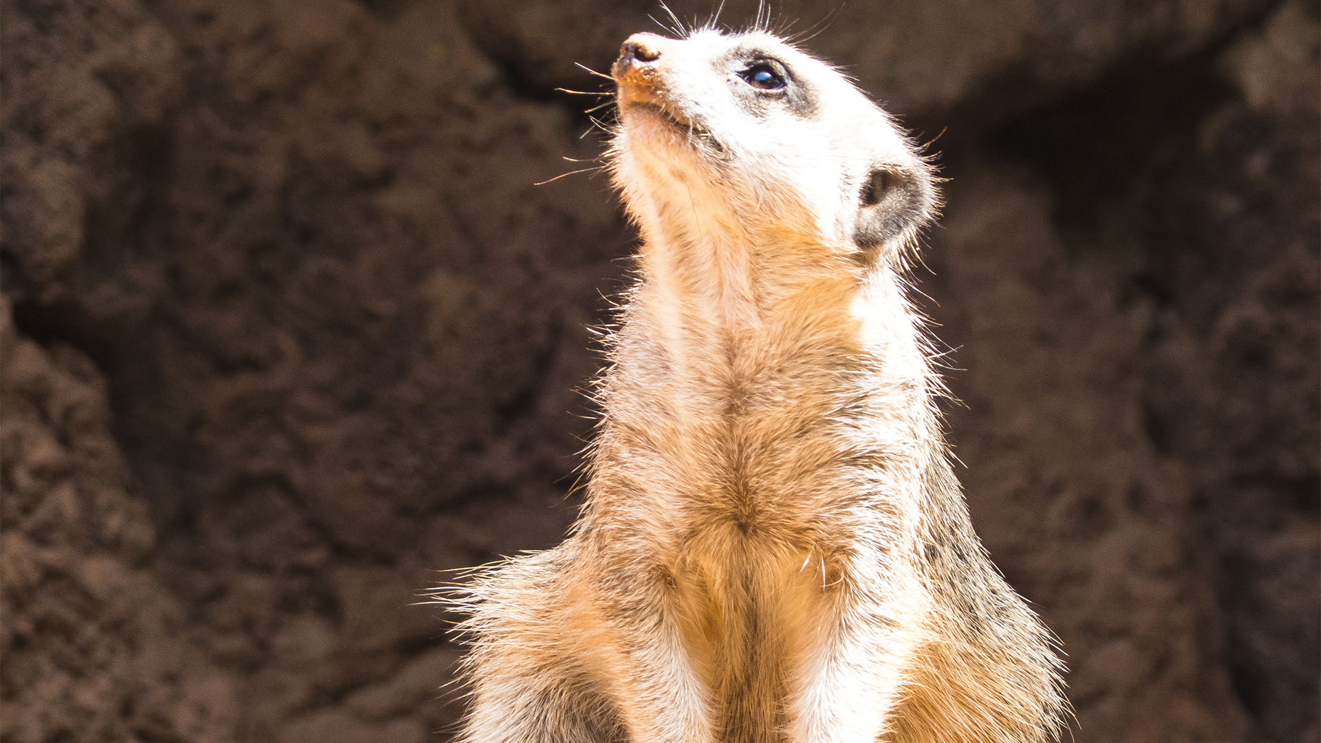 Freizeitparks Fuerteventura: Der Oasis Park in La Lajita – Tier- und Pflanzenwelt.