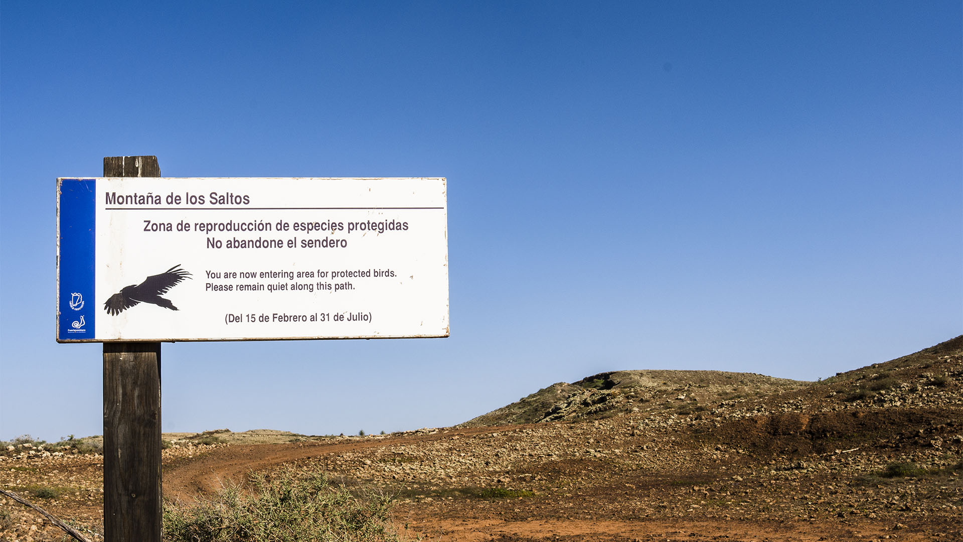 Aktivitäten Fuerteventura – ein Paradies für Birdwatcher - Birdwatching.