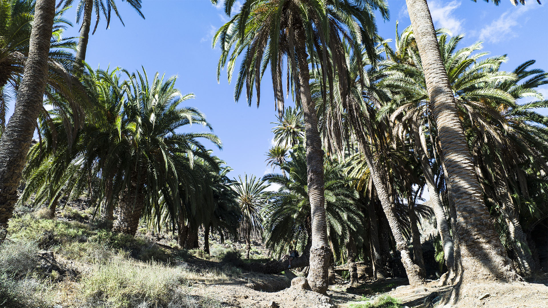 Fuerteventura Inselrundfahrt Zentralmassiv – Vega de Río Palmas Madre del Agua.