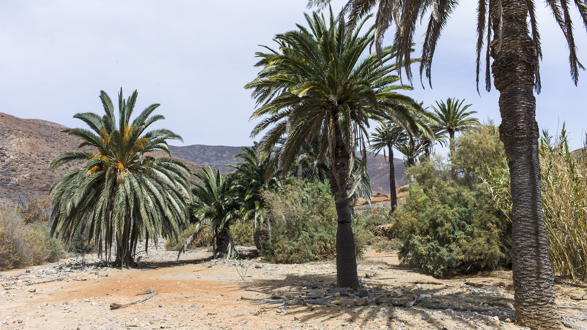 Fuerteventura Inselrundfahrt Zentralmassiv – Vega de Río Palmas Palmental.