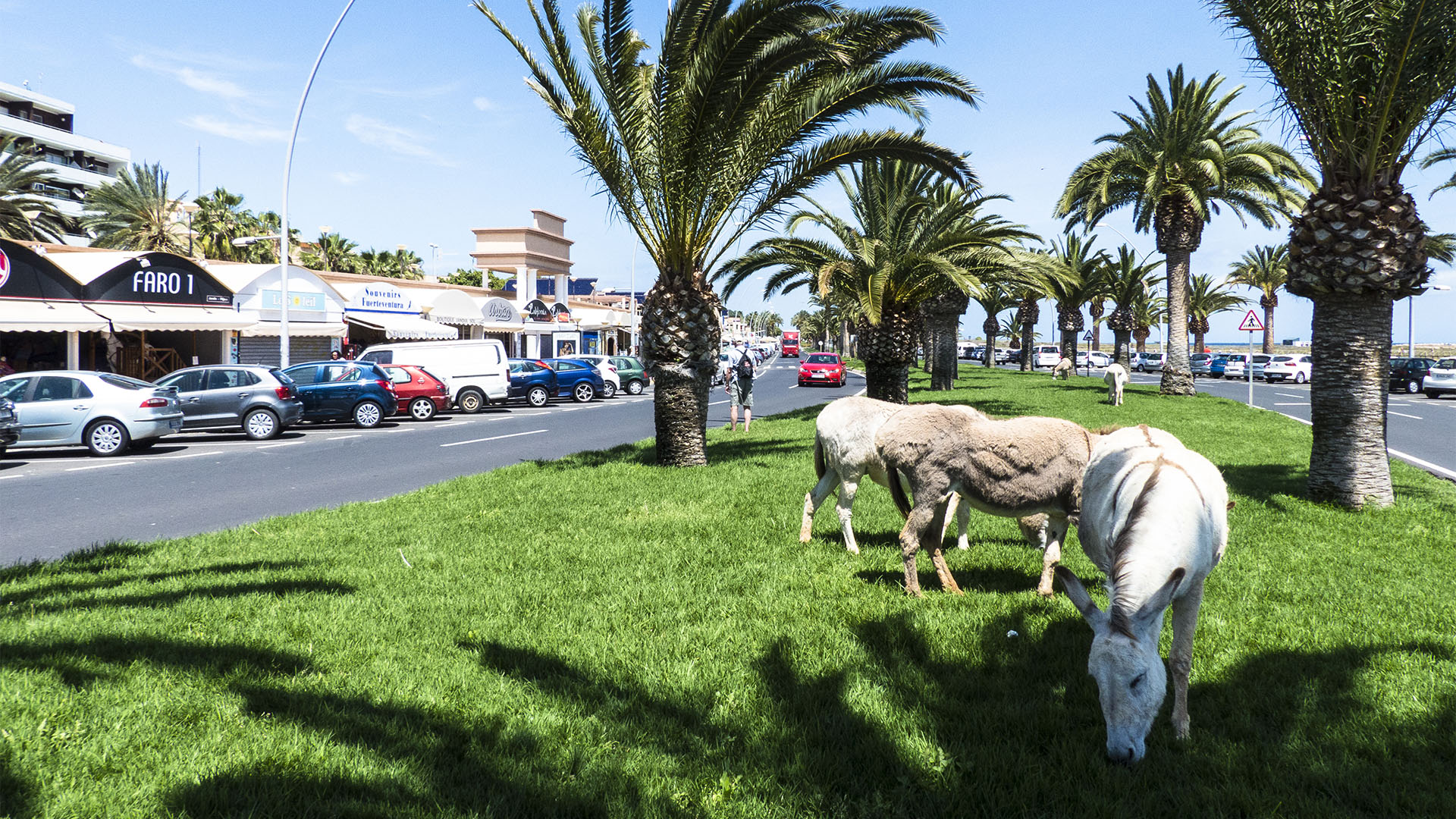 Fuerteventura Inselrundfahrt Südschleife – Paseo Morro Jable mit Bio Rasenmähern.