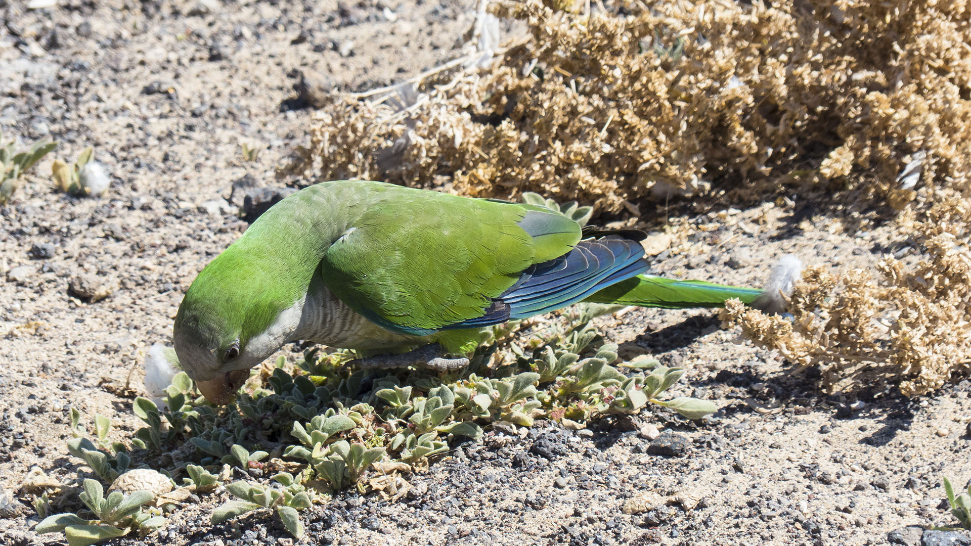 Fuerteventura Inselrundfahrt Südschleife – Faro de Jable und Salzwiesen mit Kanarien Vögeln.