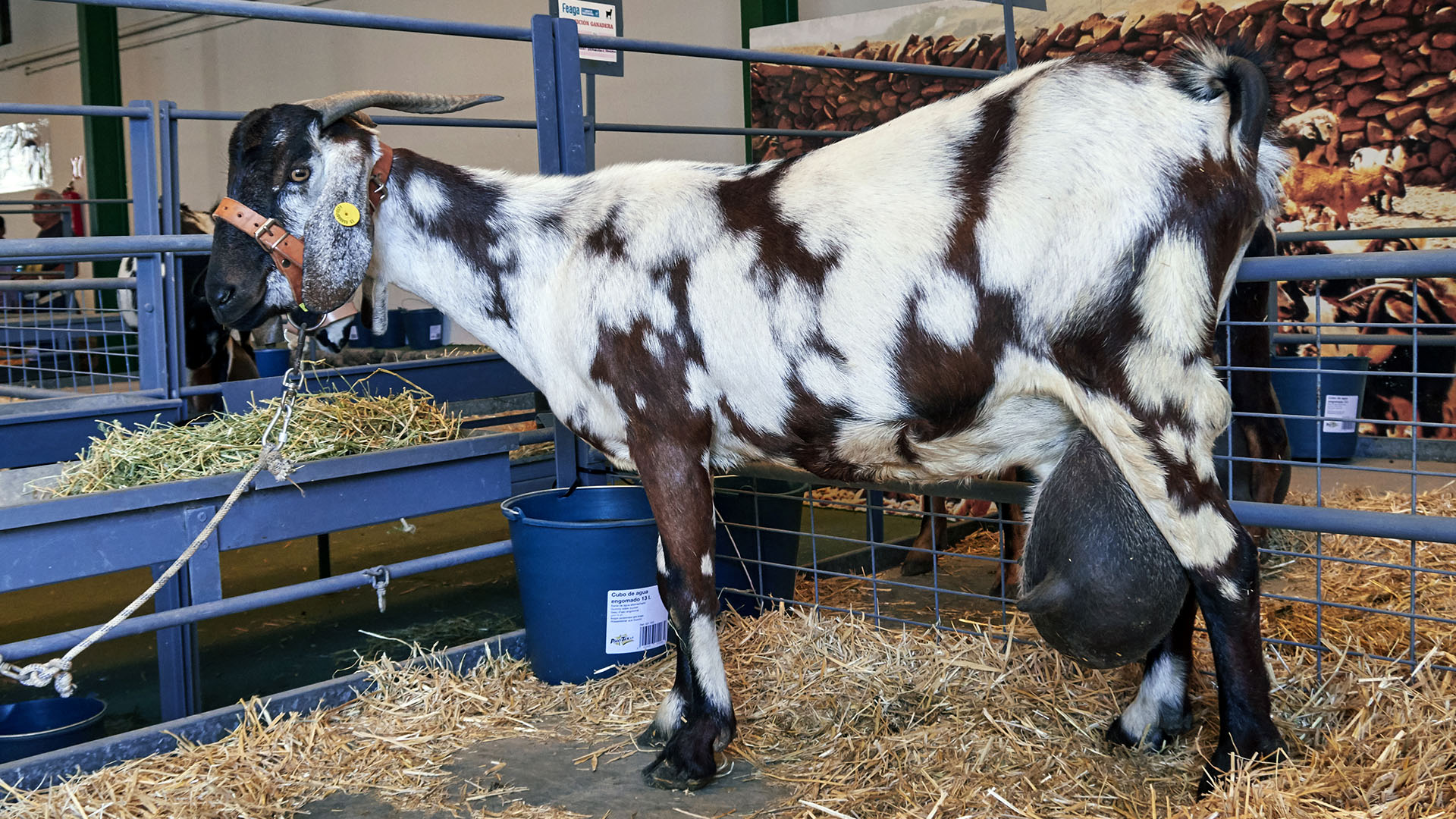 FEAGA – La Feria Agrícola, Ganadera y Pesquera de Fuerteventura Pozo Negro.