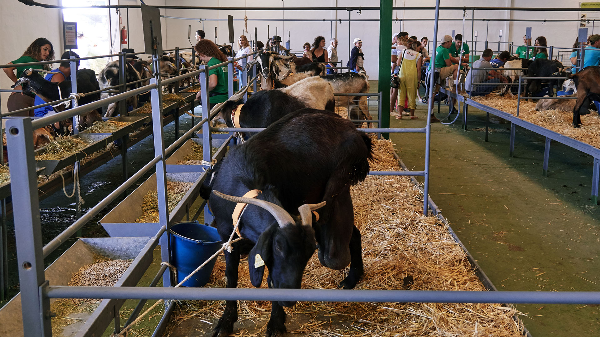 FEAGA – La Feria Agrícola, Ganadera y Pesquera de Fuerteventura Pozo Negro.