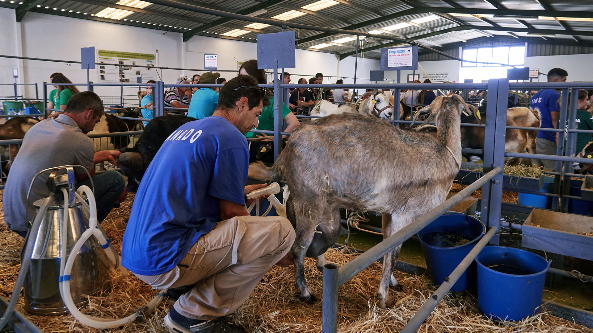 FEAGA – La Feria Agrícola, Ganadera y Pesquera de Fuerteventura Pozo Negro.