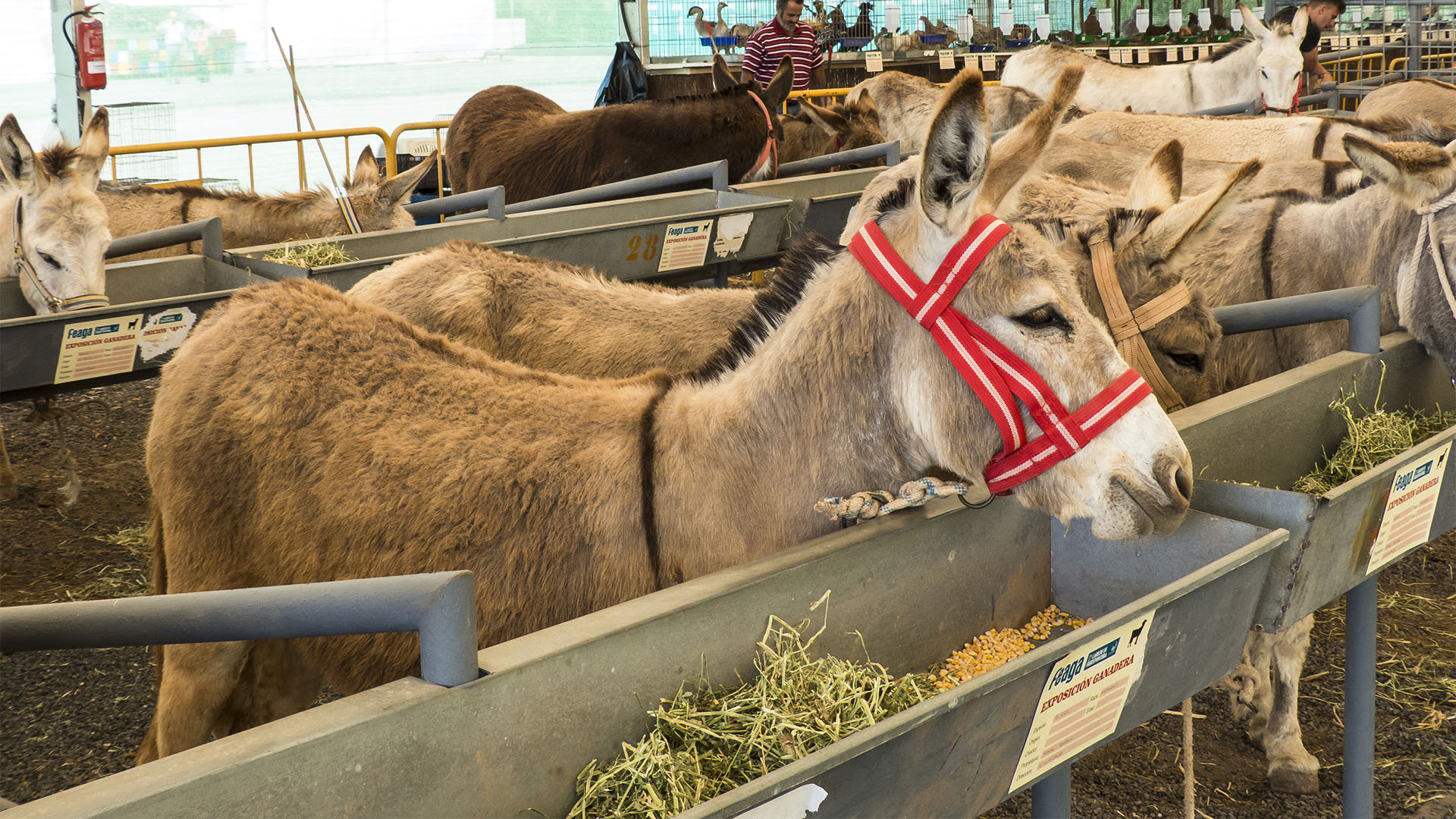 FEAGA – La Feria Agrícola, Ganadera y Pesquera de Fuerteventura Pozo Negro.