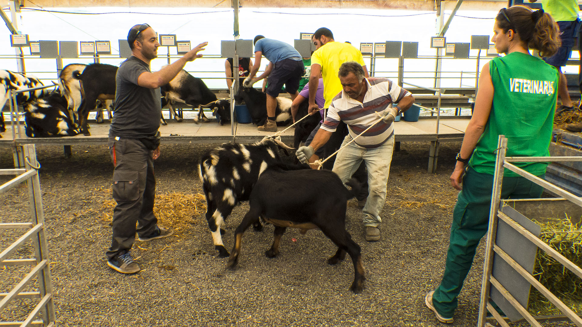 FEAGA – La Feria Agrícola, Ganadera y Pesquera de Fuerteventura Pozo Negro.