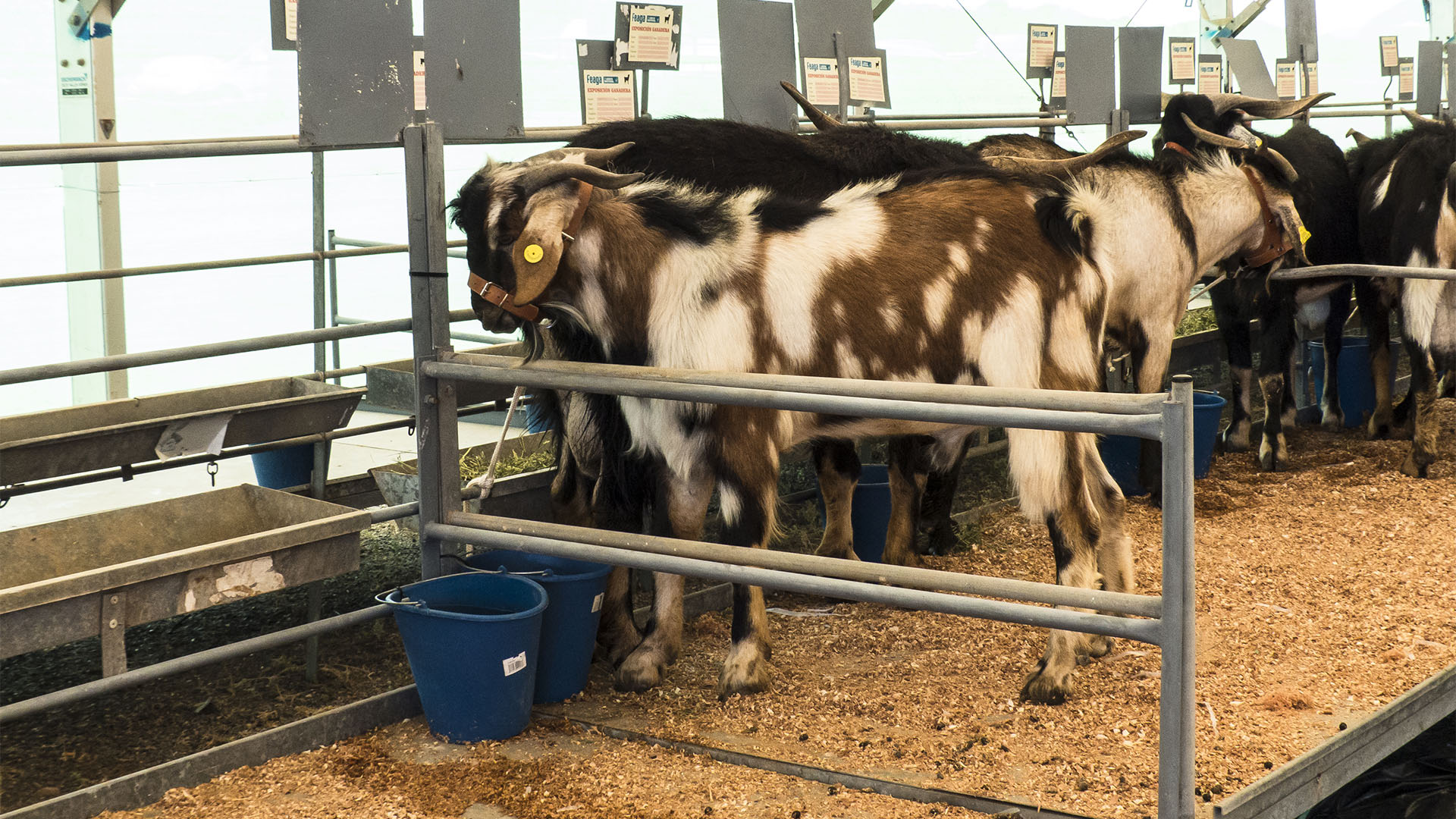 FEAGA – La Feria Agrícola, Ganadera y Pesquera de Fuerteventura Pozo Negro.