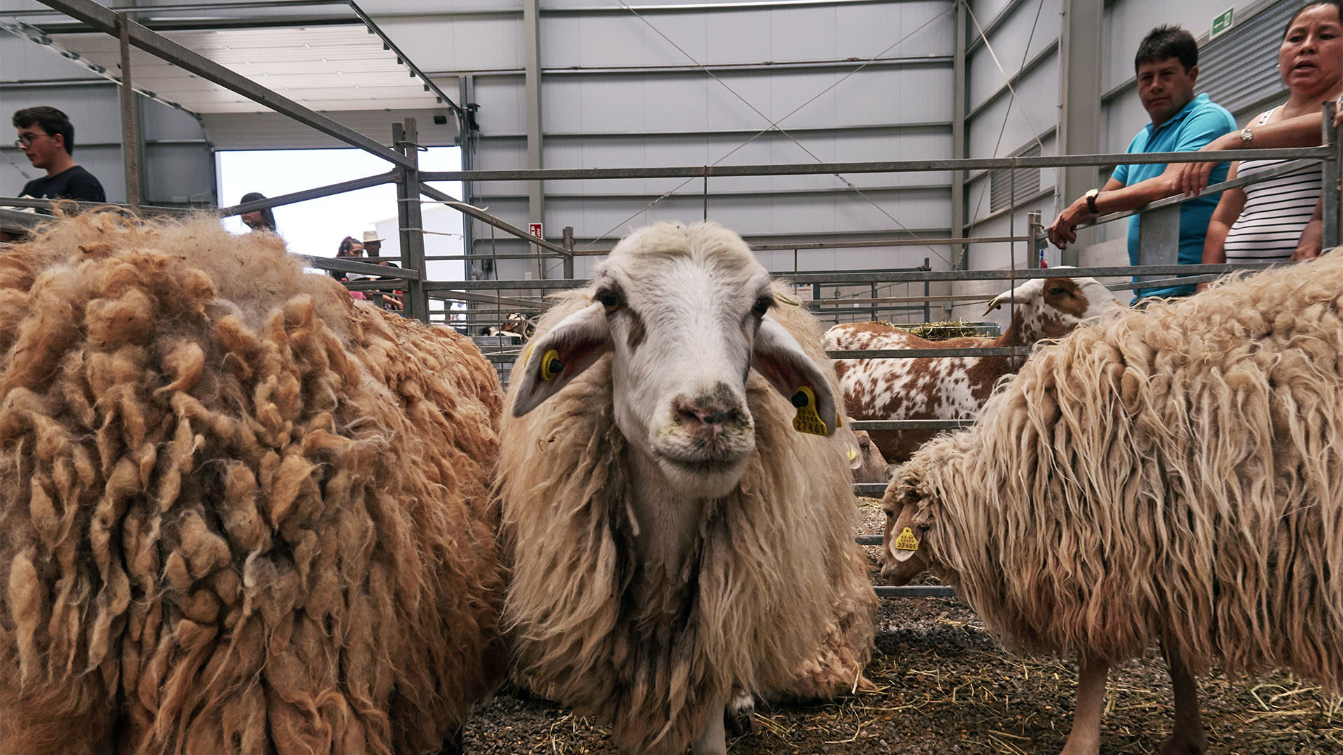 FEAGA – La Feria Agrícola, Ganadera y Pesquera de Fuerteventura Pozo Negro.