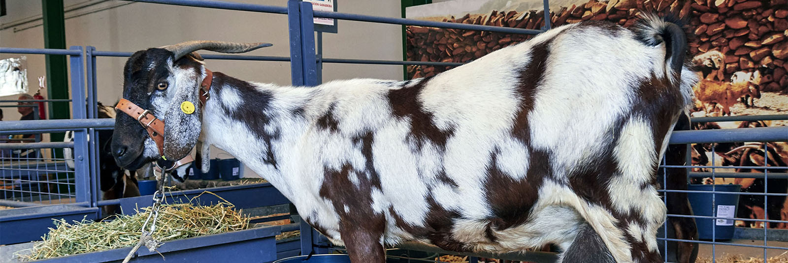 FEAGA – La Feria Agrícola, Ganadera y Pesquera de Fuerteventura Pozo Negro.