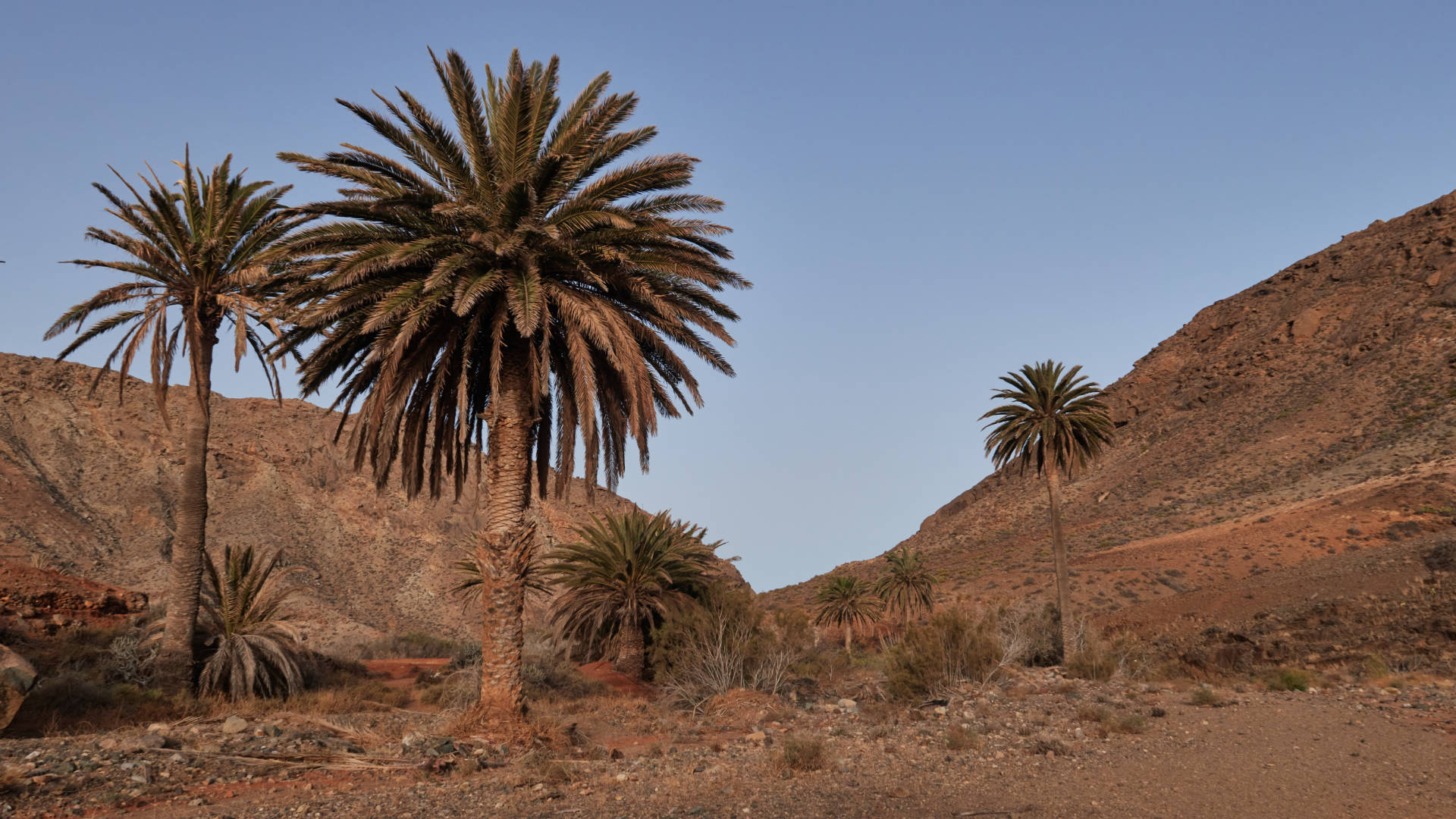 Trailrunning Fuerteventura.