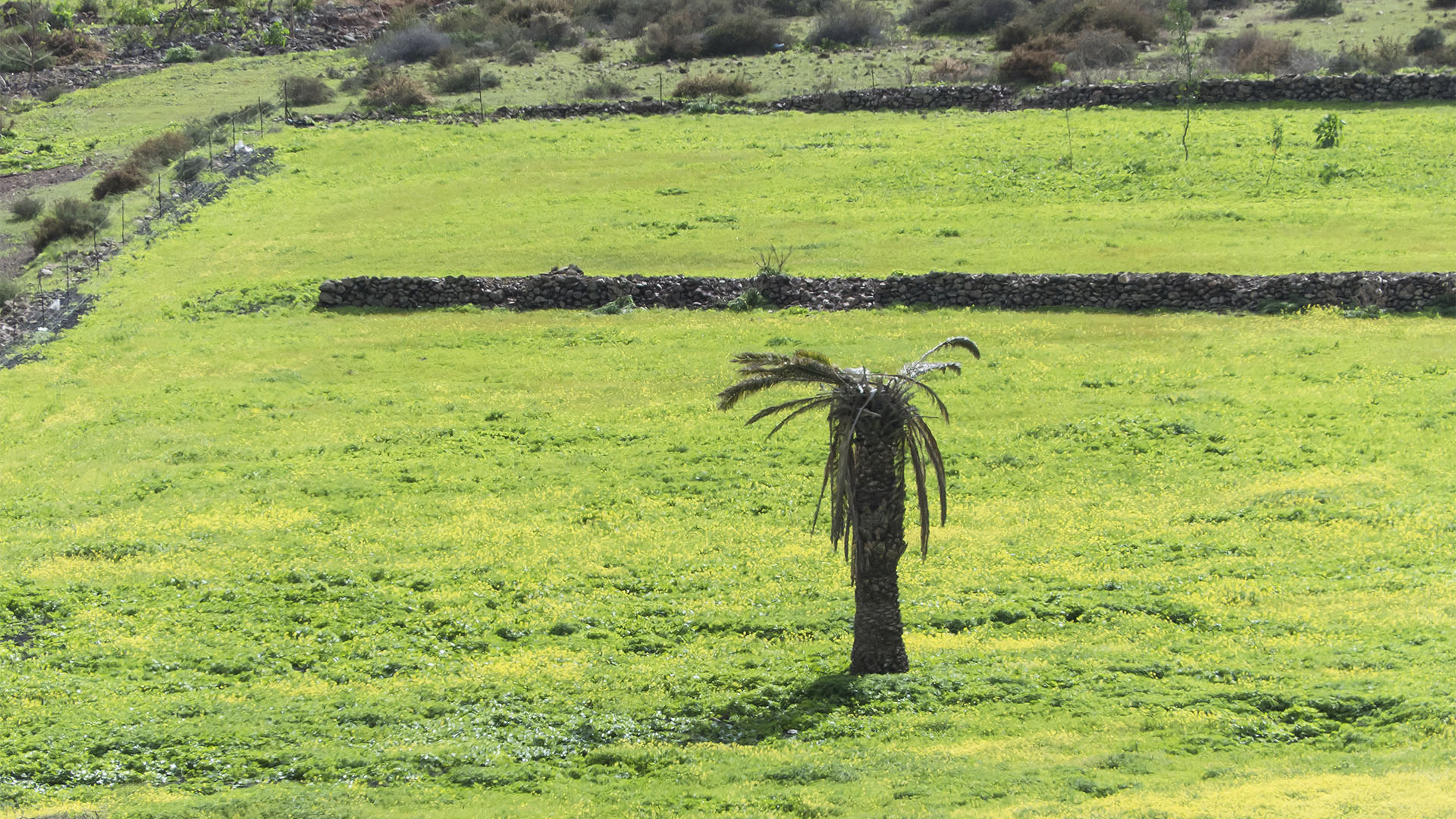 Wandern + Trekking auf Fuerteventura: Durch das Valle de Tetir nach Tefía.
