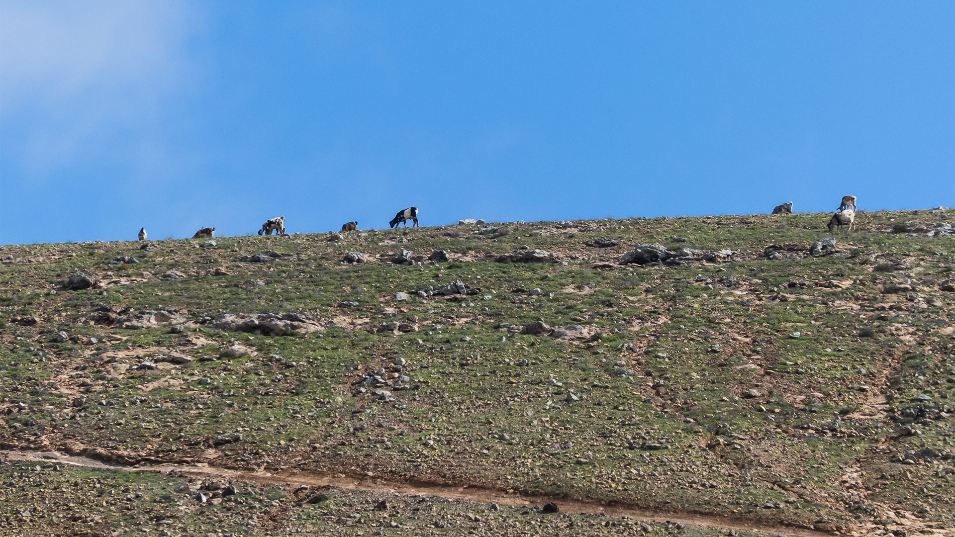 Wandern + Trekking auf Fuerteventura: Durch das Valle de Tetir nach Tefía.