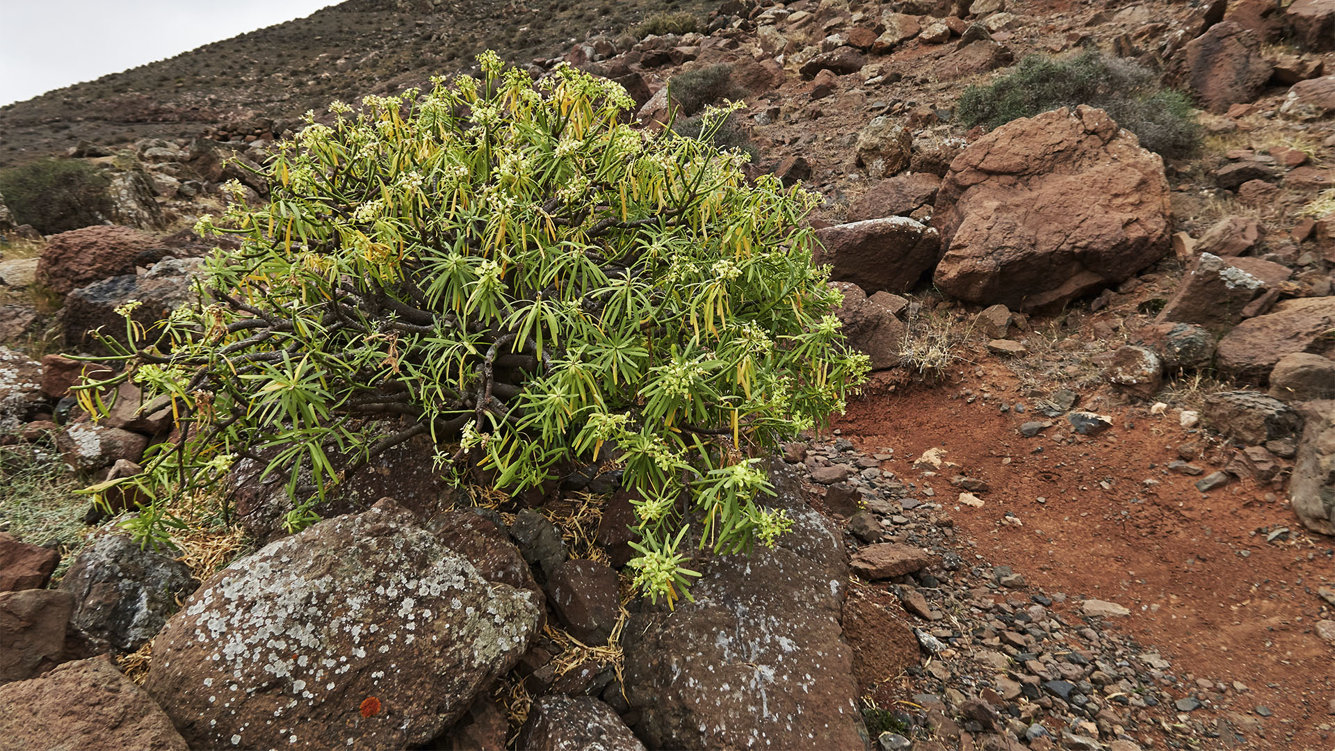 Die Balsam Wolfsmilch (Euphorbia balsamifera) wächst entlang des Wanderweges.