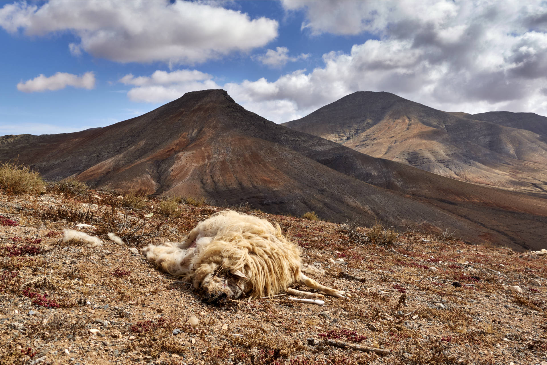 Cabra Kadaver – ausgelegt für die Schmutzgeier Population von Fuerteventura.