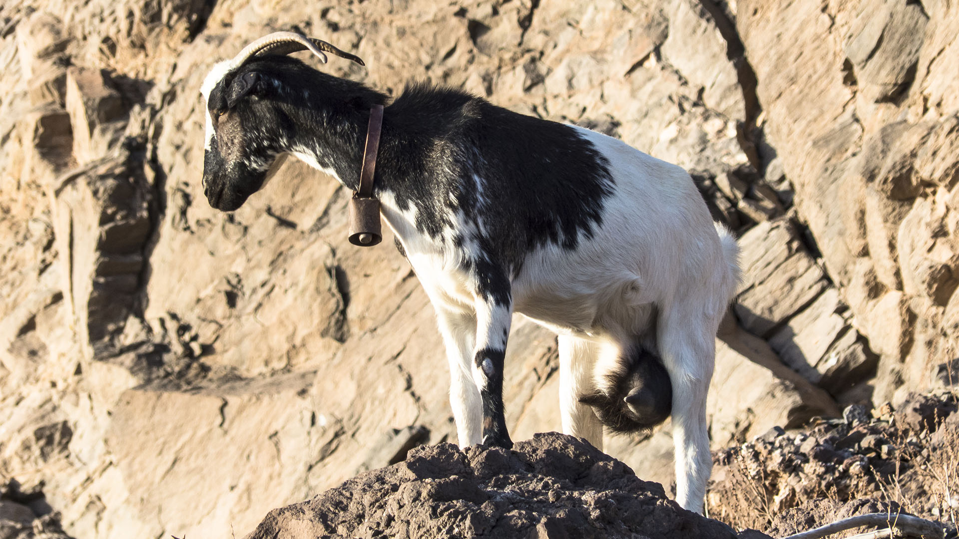 Wanderung zu der Quelle Fuente de Tababaire Fuerteventura.