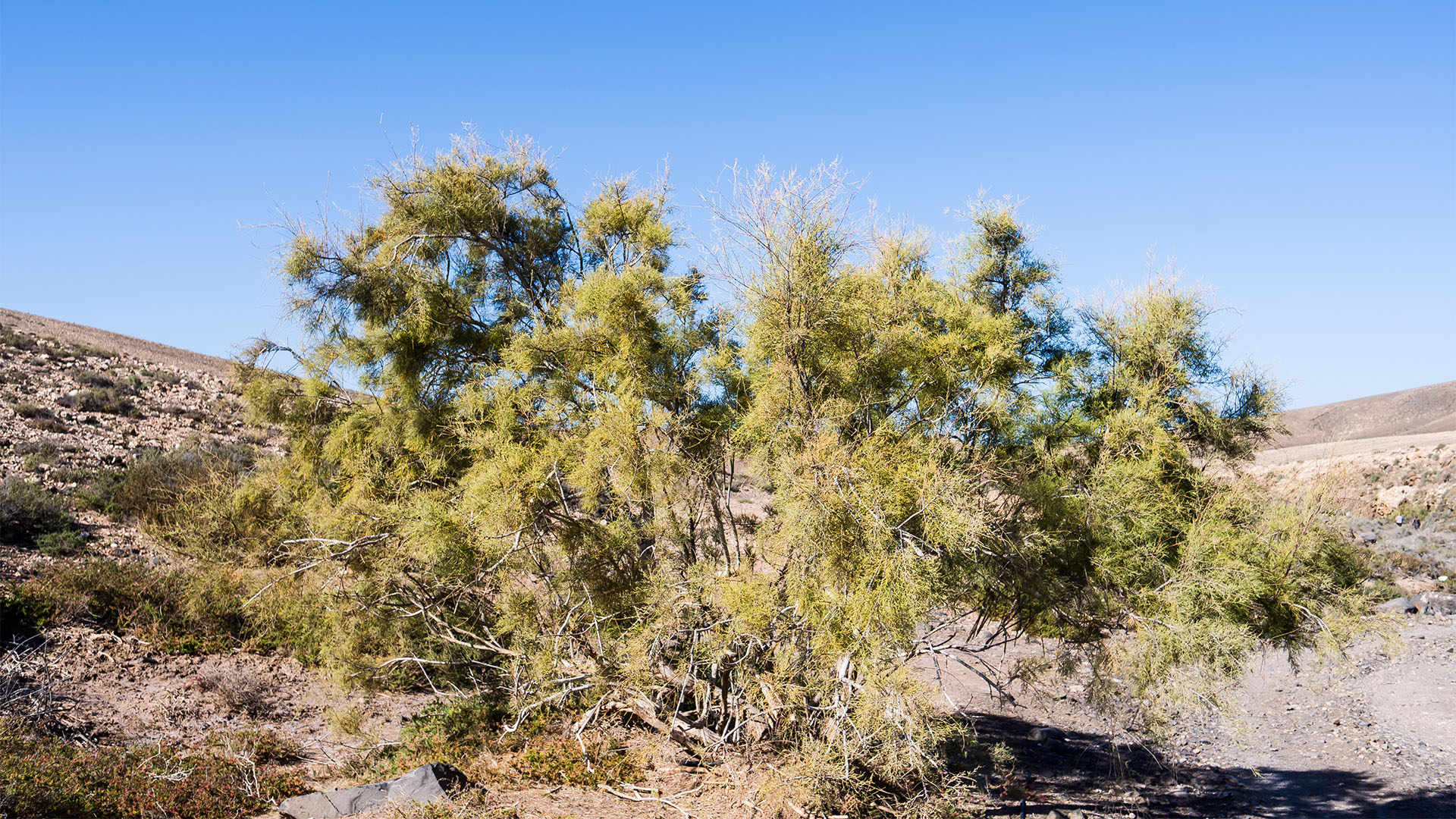 Wandern + Trekking auf Fuerteventura: Von Tindaya durch den Barranco Esquinzo nach El Cotillo.