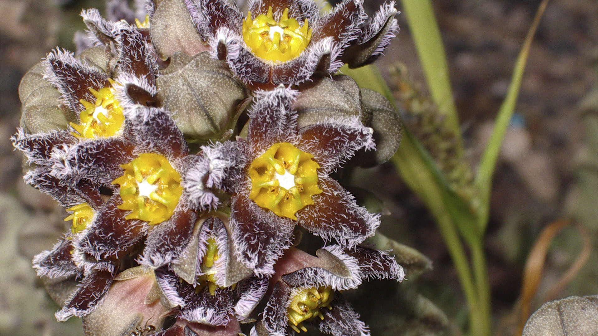 Die Flora von Fuerteventura: Caralluma burchardii - Burchards Fliegenblume